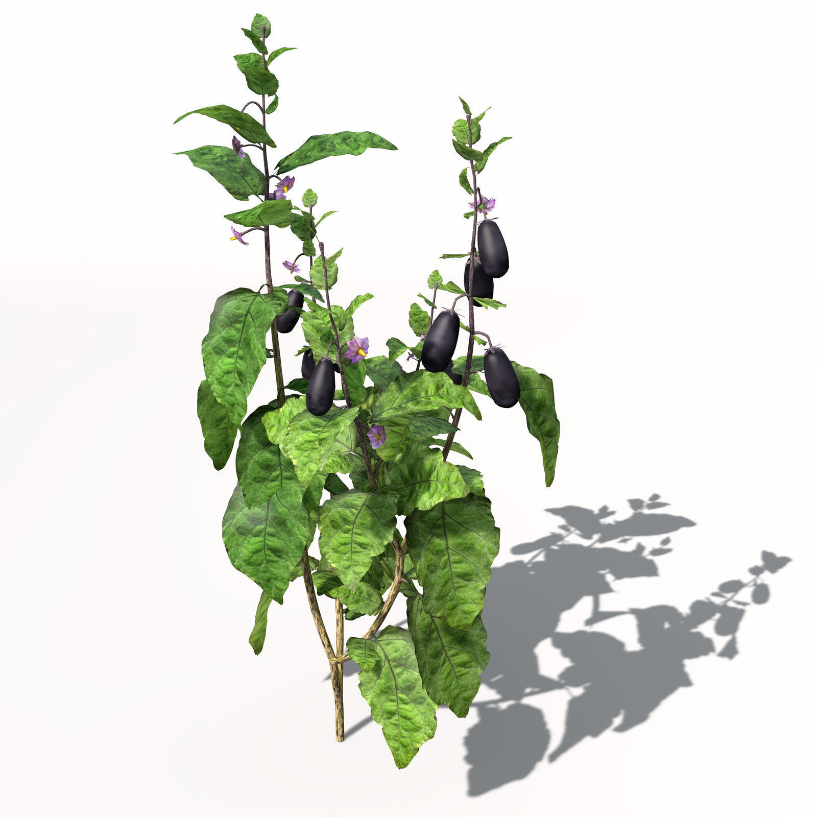 XfrogPlants Eggplant 3D model_8