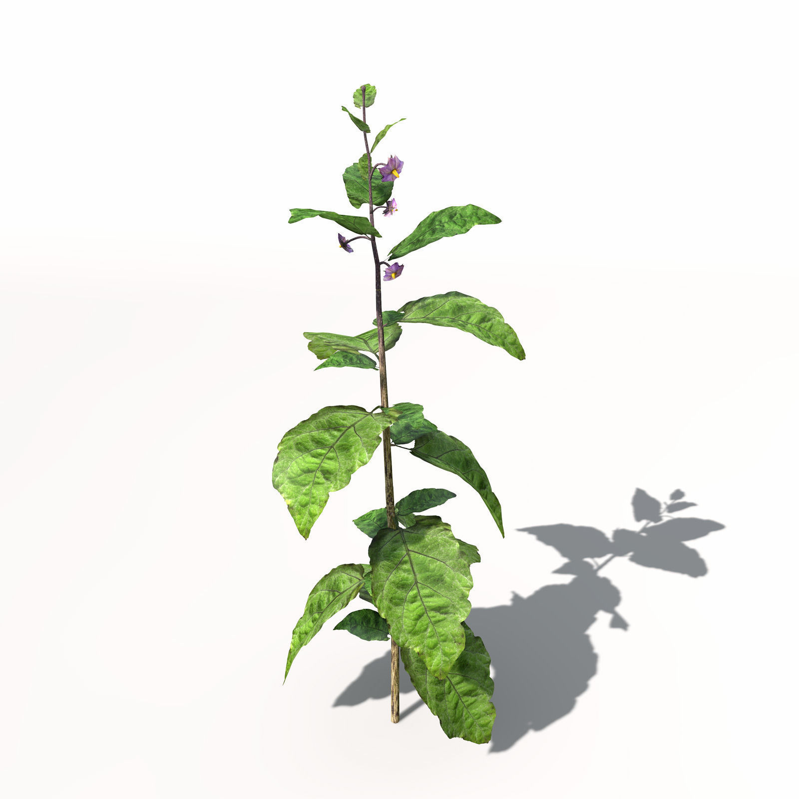 XfrogPlants Eggplant 3D model_4
