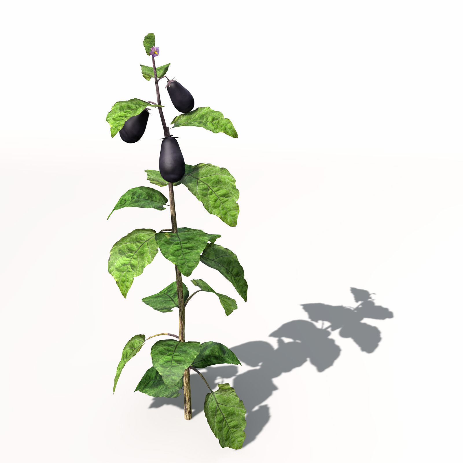 XfrogPlants Eggplant 3D model_5