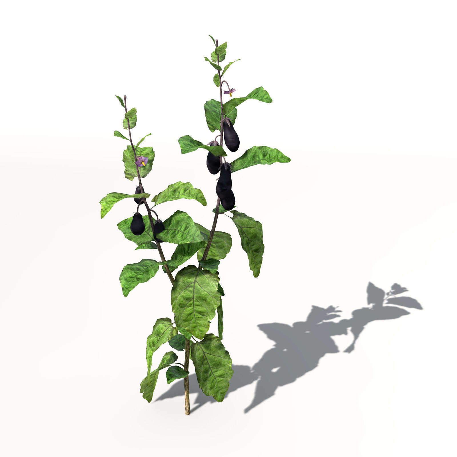 XfrogPlants Eggplant 3D model_3