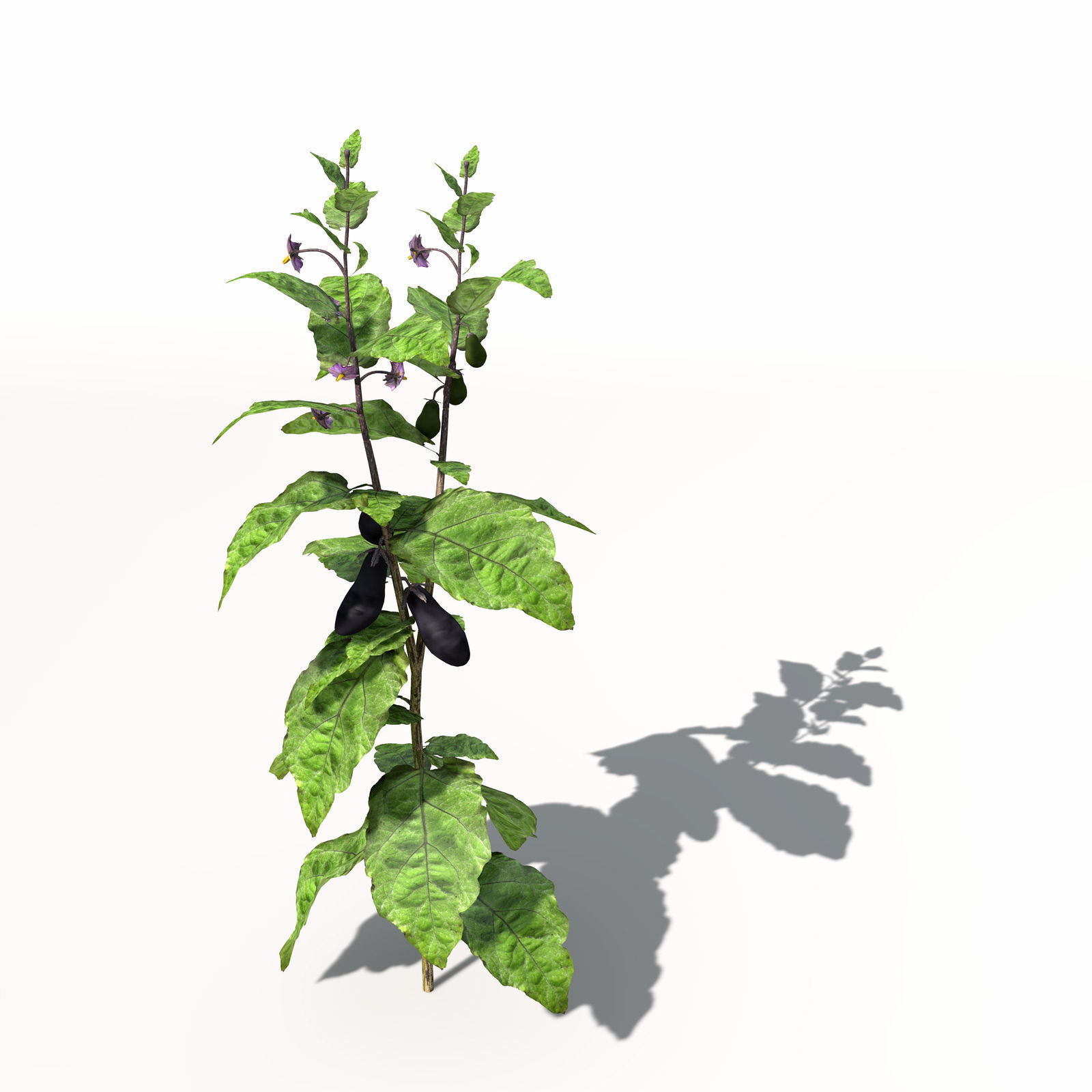 XfrogPlants Eggplant 3D model_6