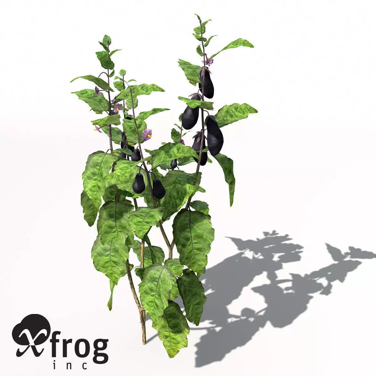 XfrogPlants Eggplant 3D model_0