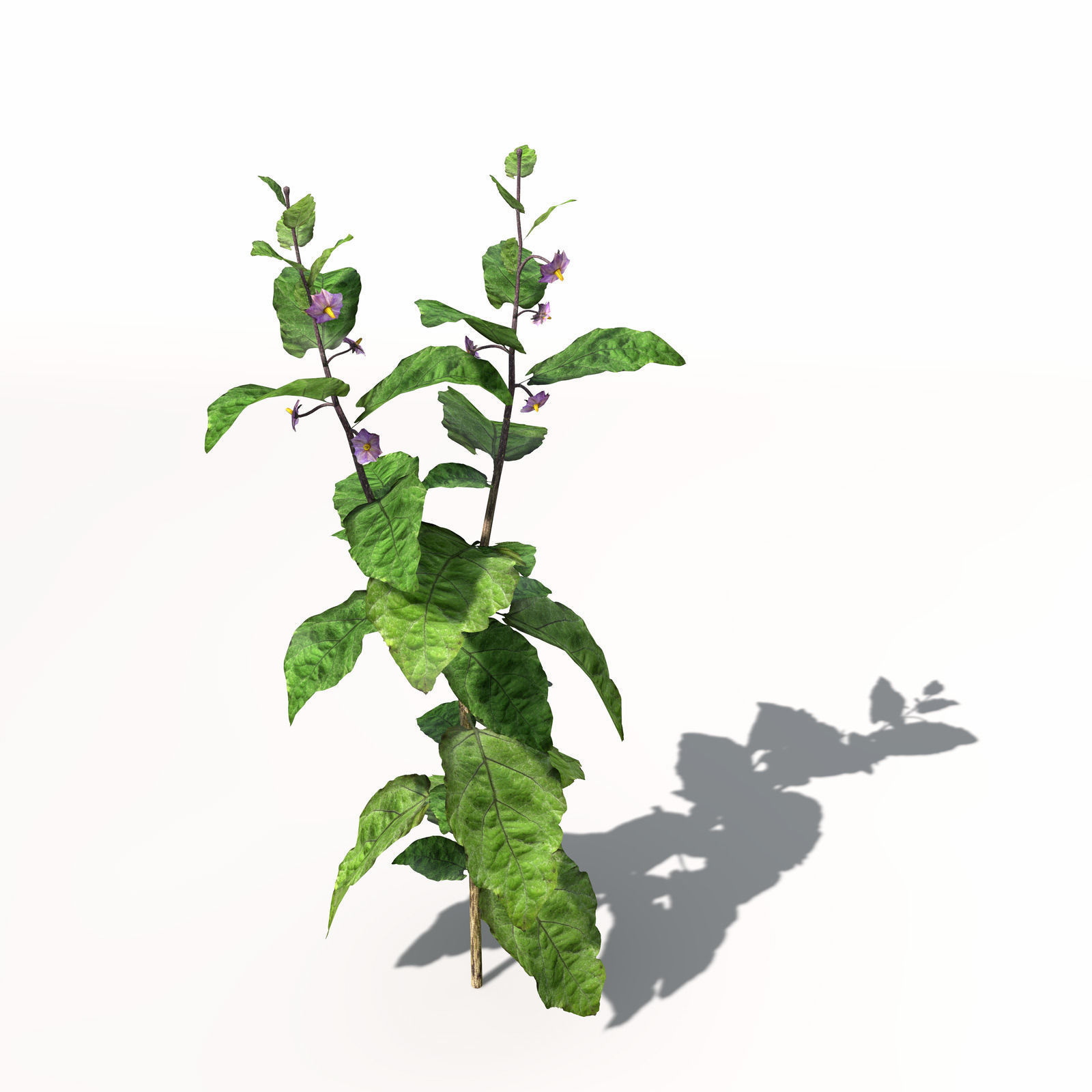 XfrogPlants Eggplant 3D model_2