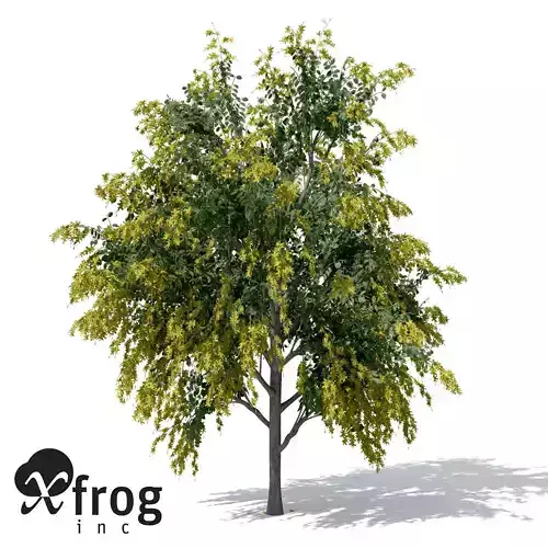XfrogPlants Golden Shower Tree 3D model