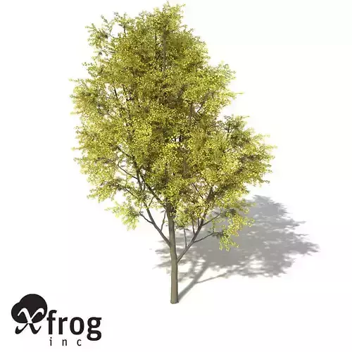 XfrogPlants Silver Wattle 3D model