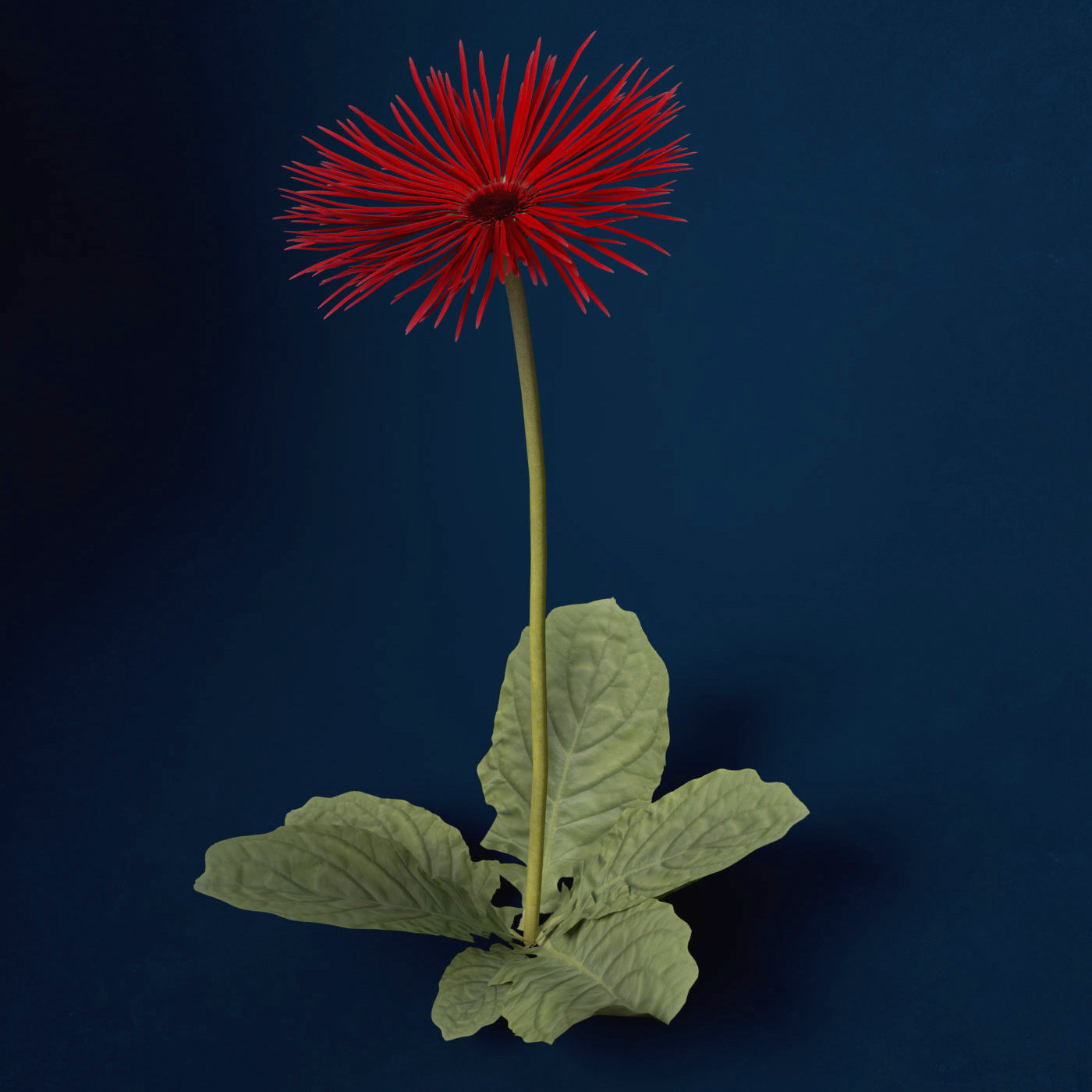 XfrogPlants Spider Gerbera 3D model_4