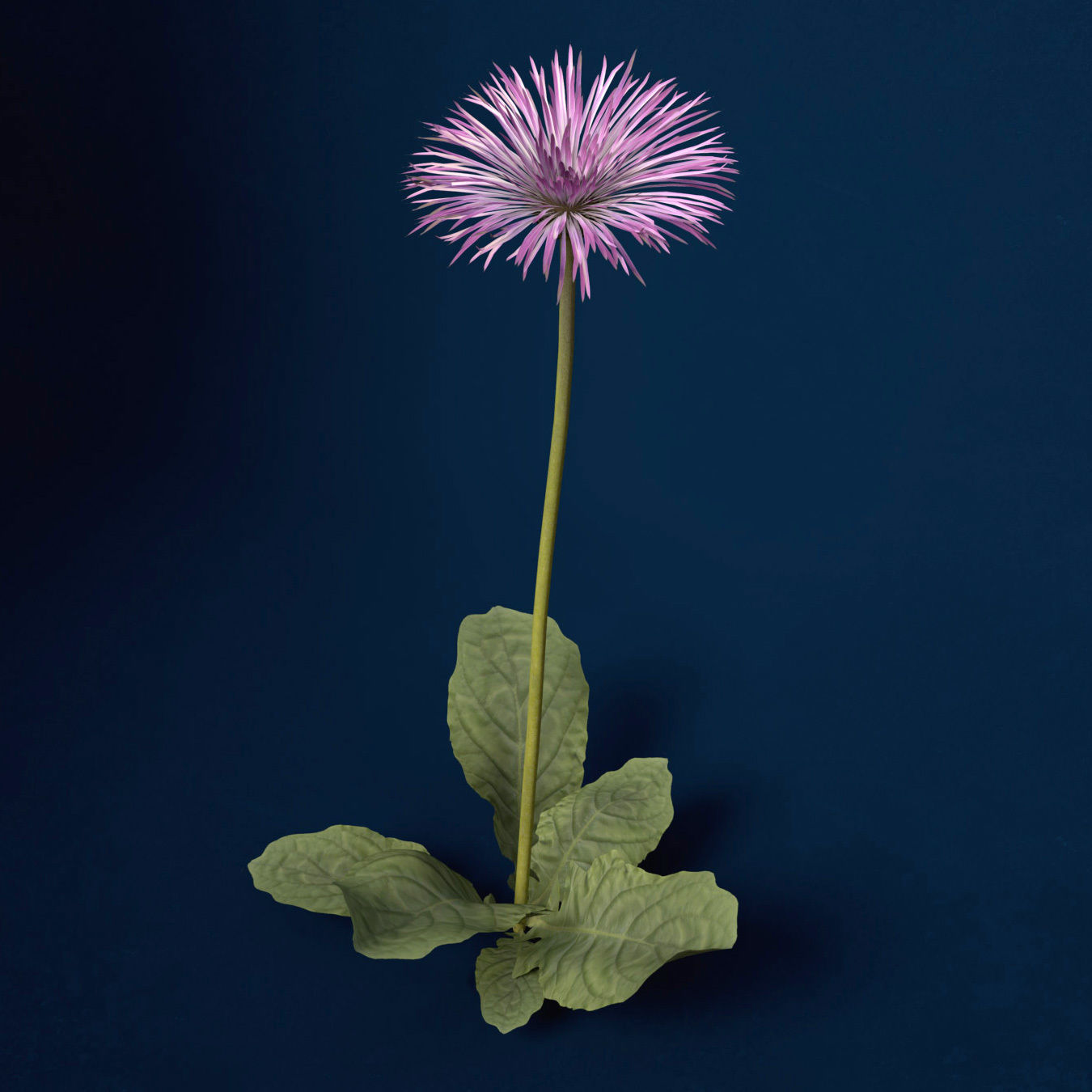 XfrogPlants Spider Gerbera 3D model_3