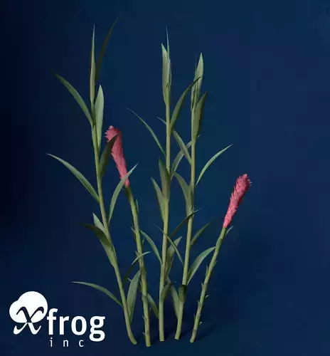 XfrogPlants Ginger