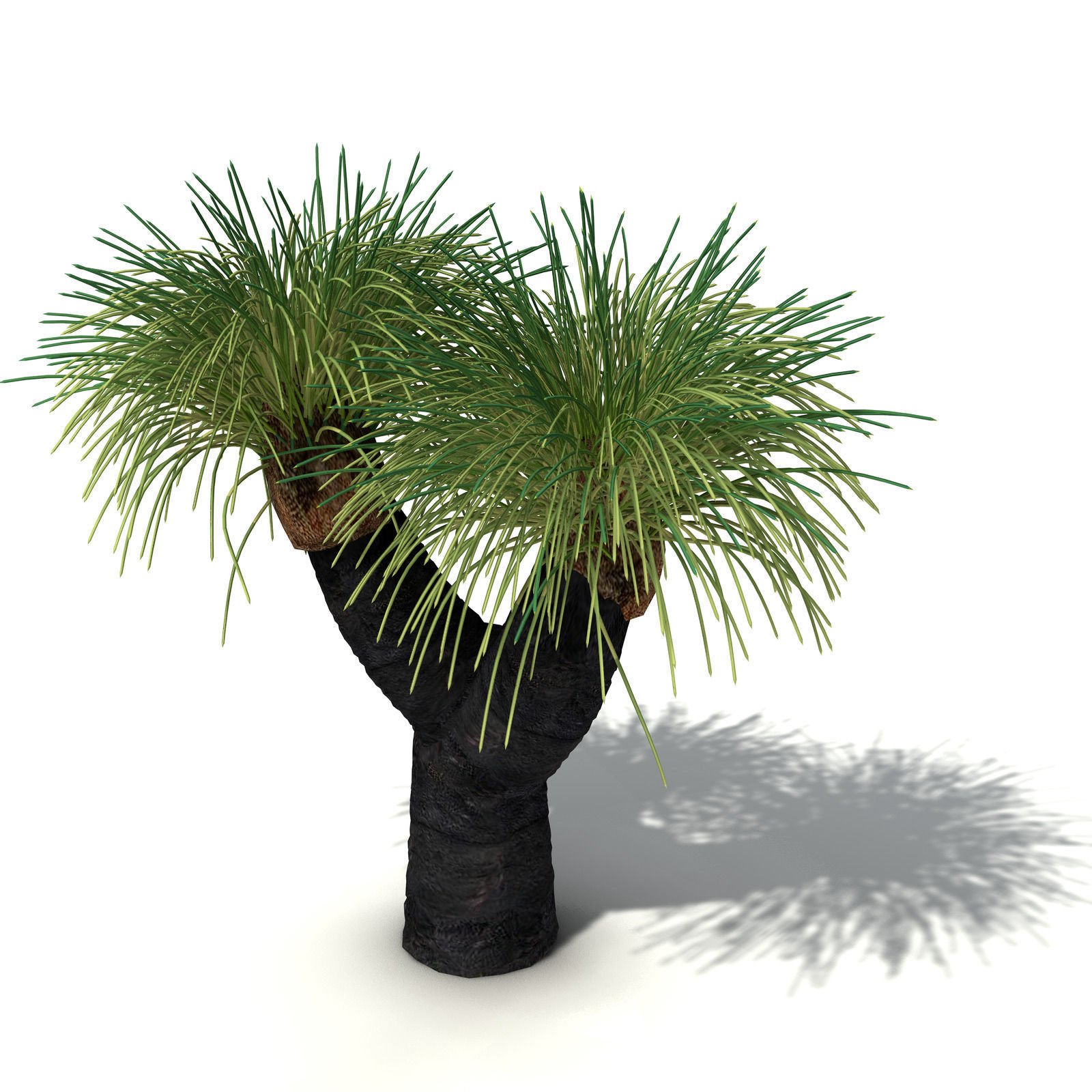 XfrogPlants Australian Grass Tree 3D model_2