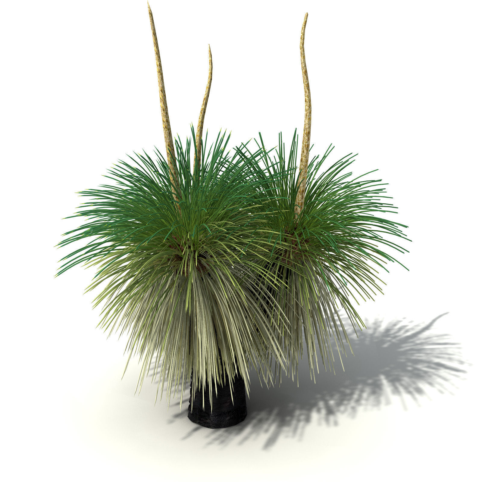 XfrogPlants Australian Grass Tree 3D model_7