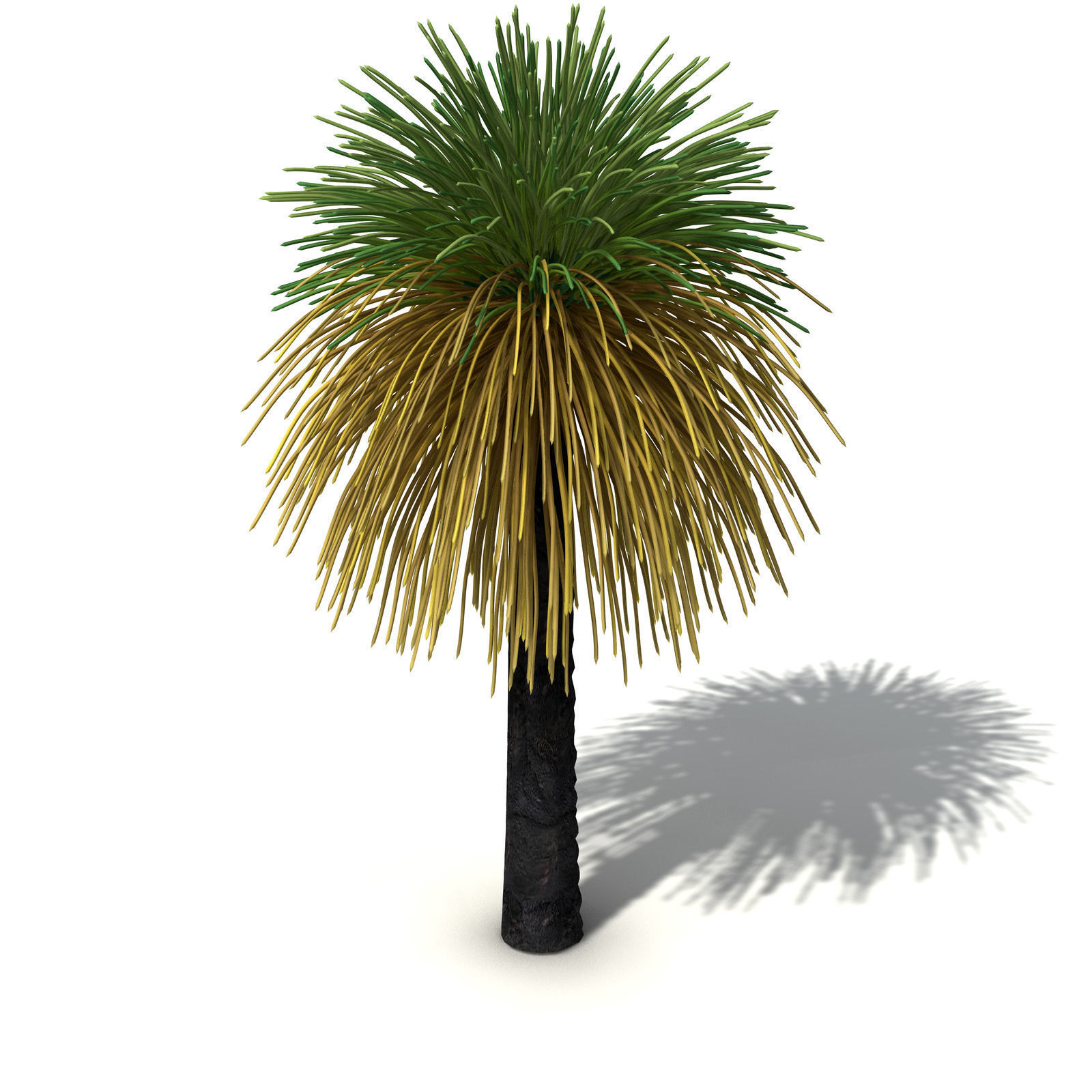XfrogPlants Australian Grass Tree 3D model_6