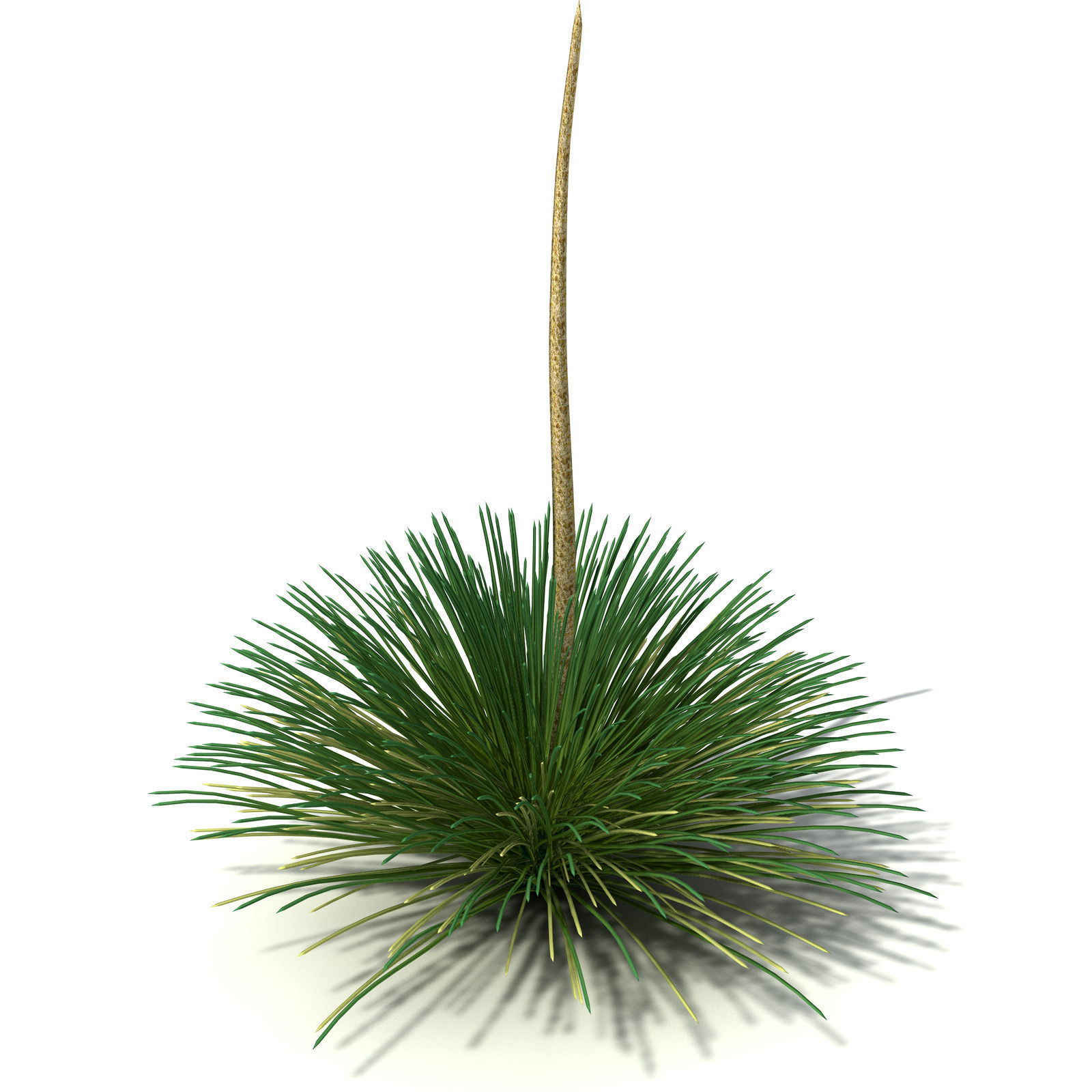 XfrogPlants Australian Grass Tree 3D model_3