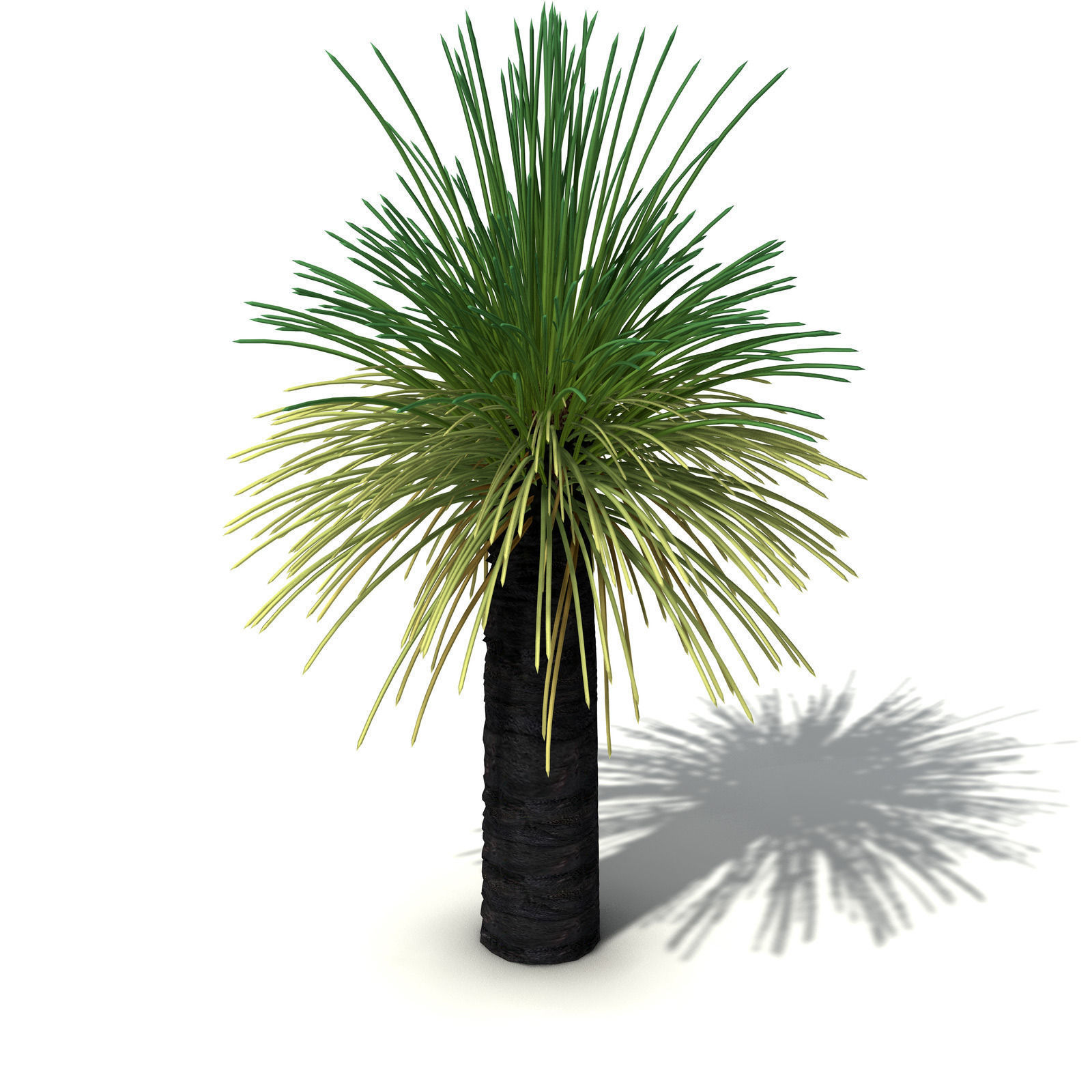 XfrogPlants Australian Grass Tree 3D model_1