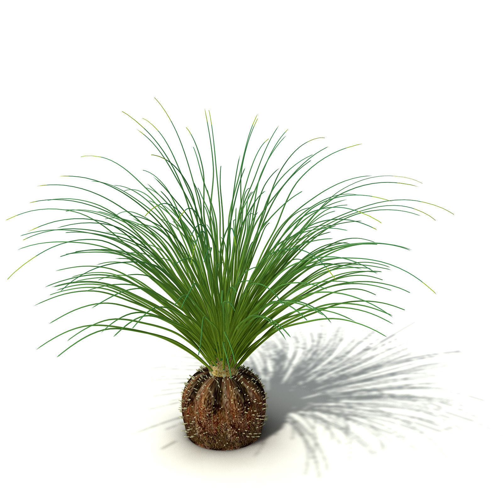 XfrogPlants Australian Grass Tree 3D model_5