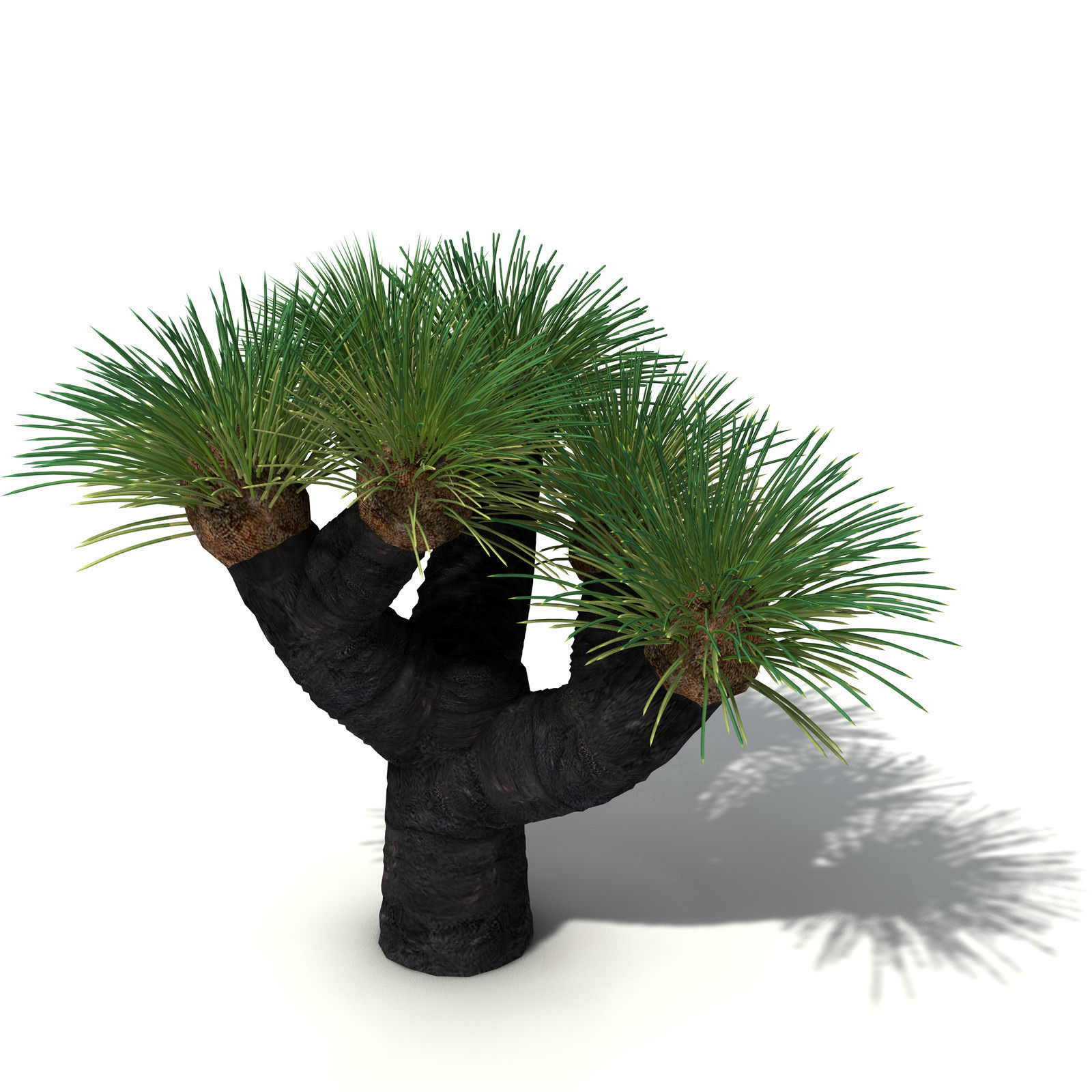 XfrogPlants Australian Grass Tree 3D model_8