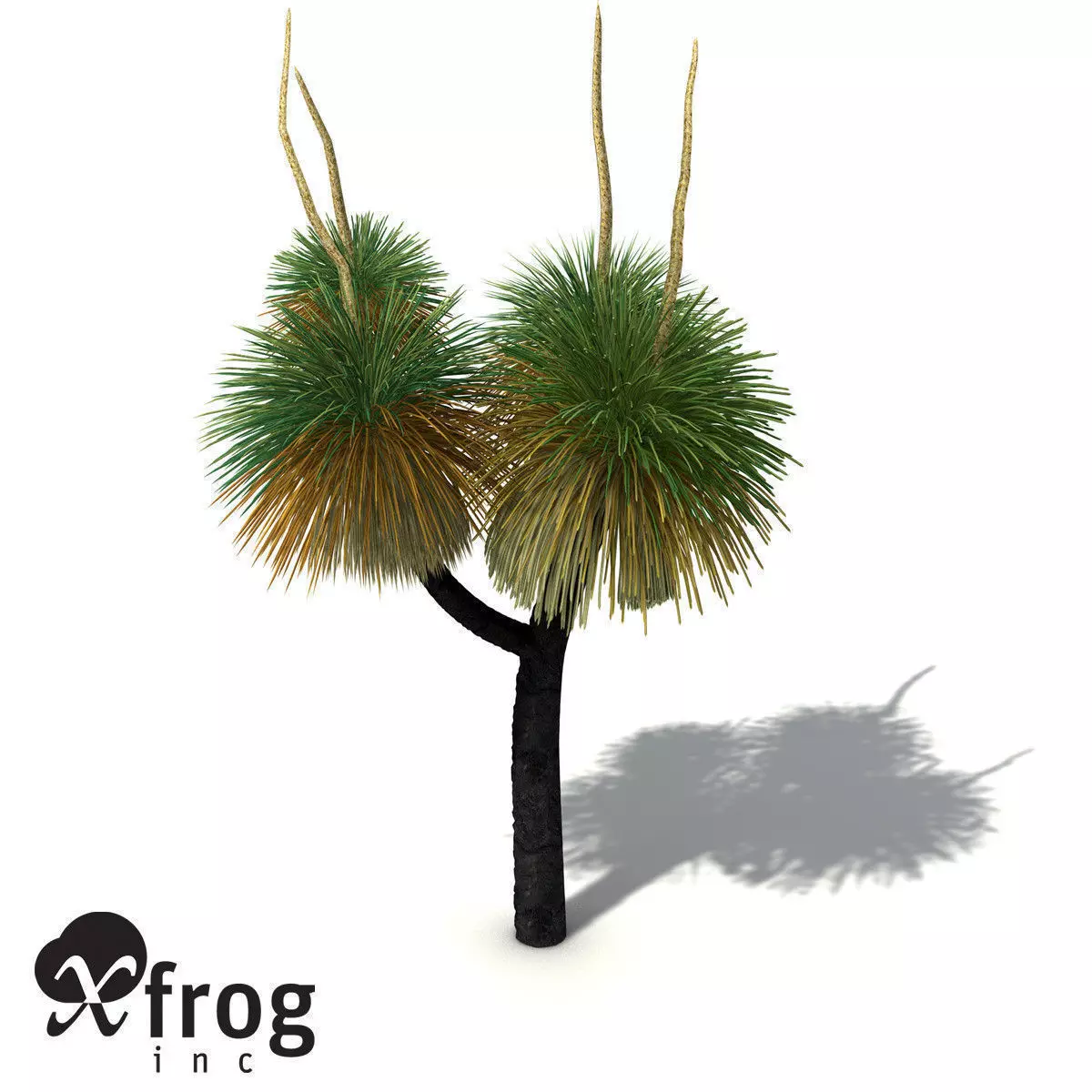 XfrogPlants Australian Grass Tree 3D model_0