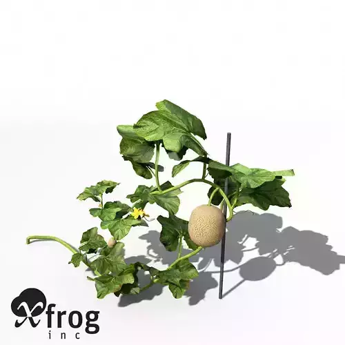XfrogPlants Cantaloupe 3D model