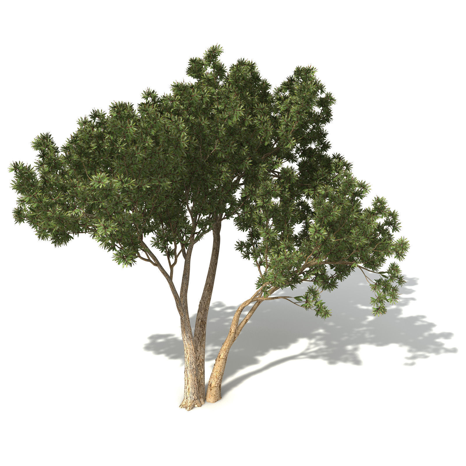 XfrogPlants Broadleaved Paperbark 3D model_7