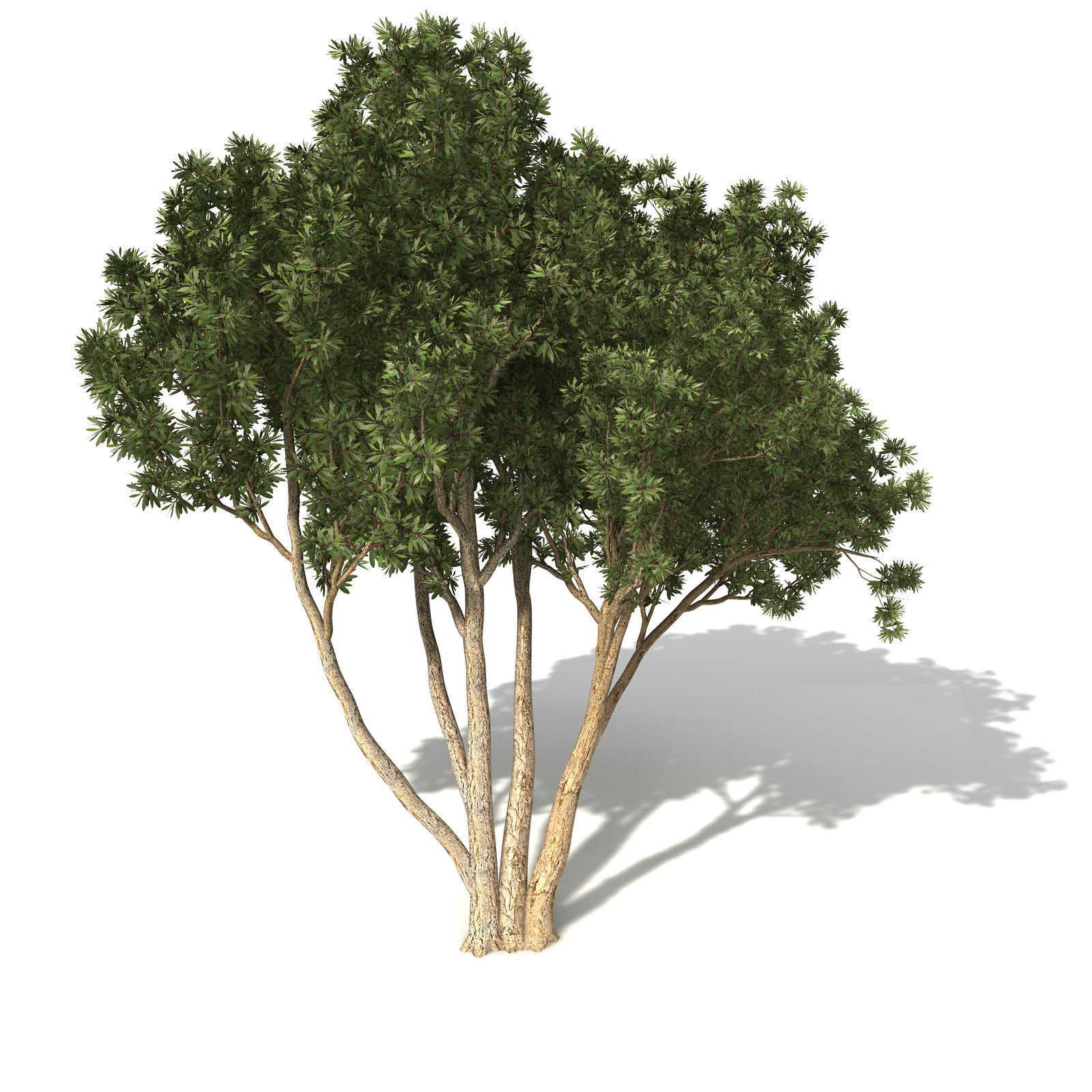 XfrogPlants Broadleaved Paperbark 3D model_4