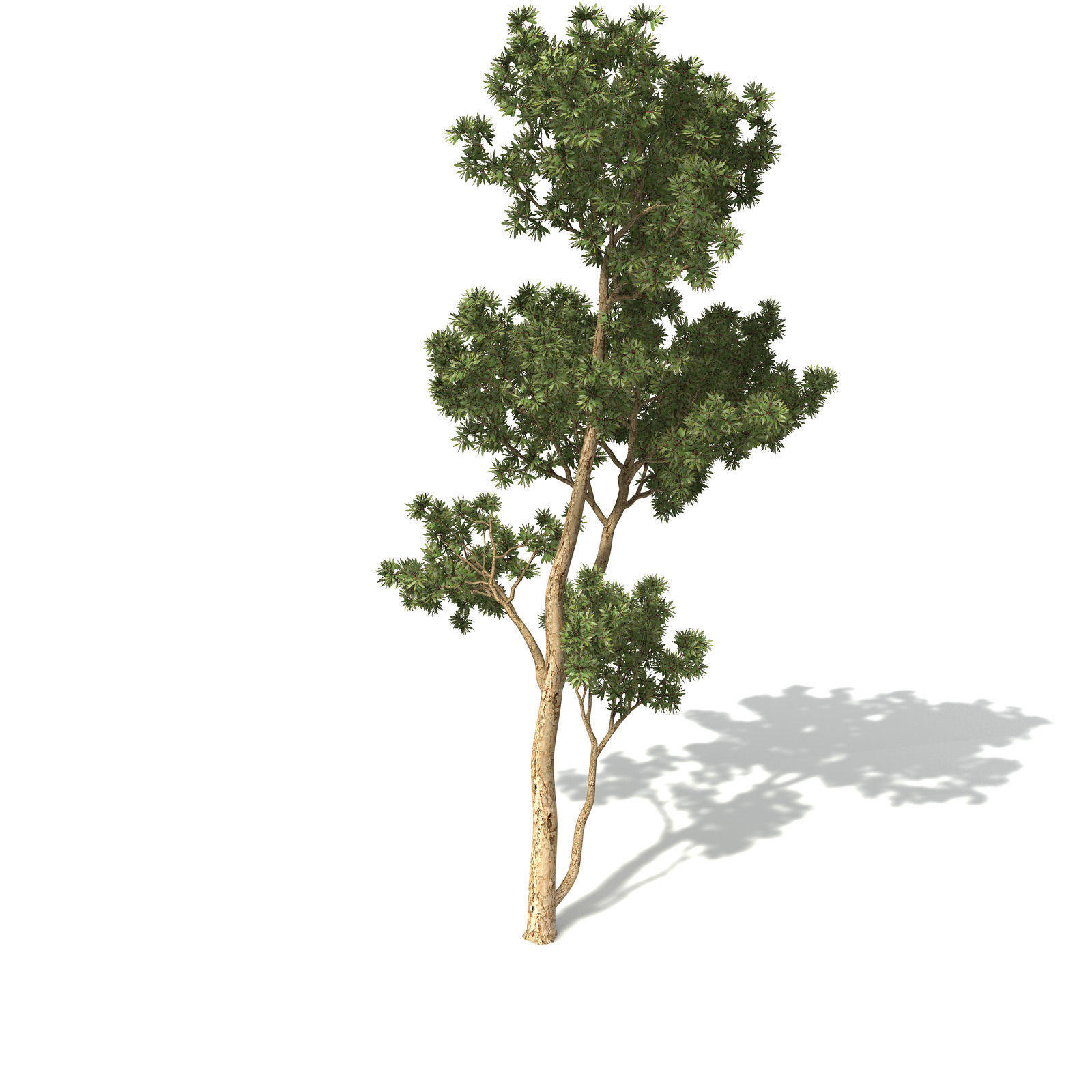 XfrogPlants Broadleaved Paperbark 3D model_6