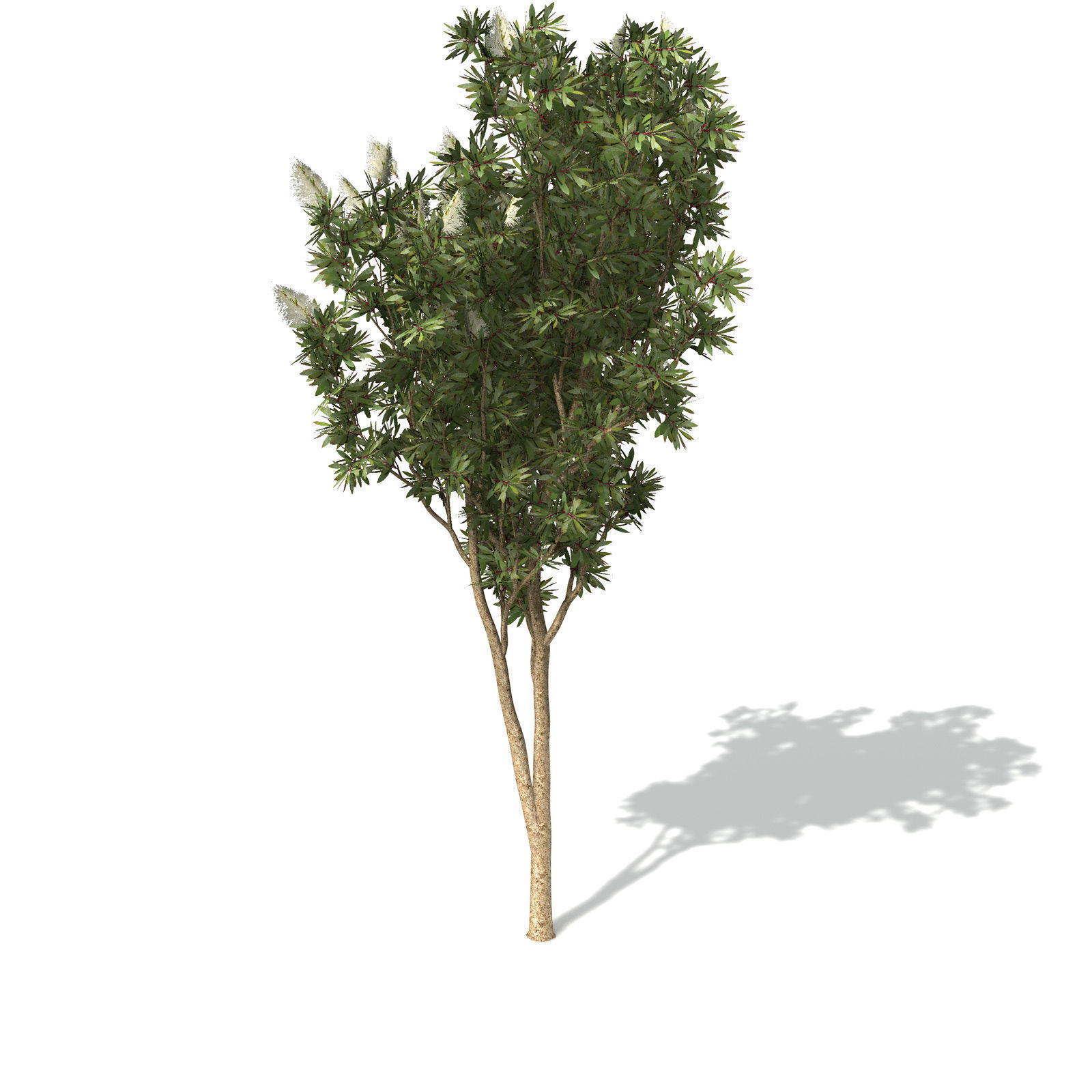 XfrogPlants Broadleaved Paperbark 3D model_2
