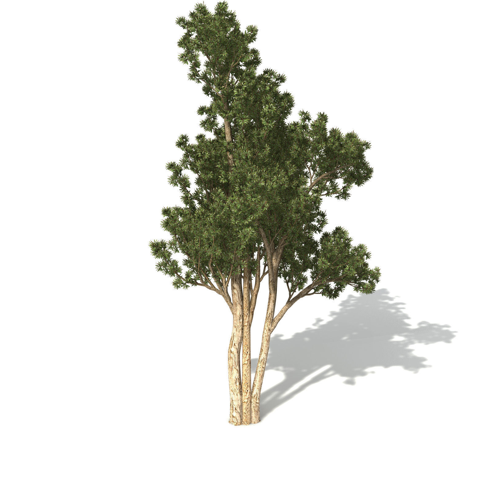 XfrogPlants Broadleaved Paperbark 3D model_5