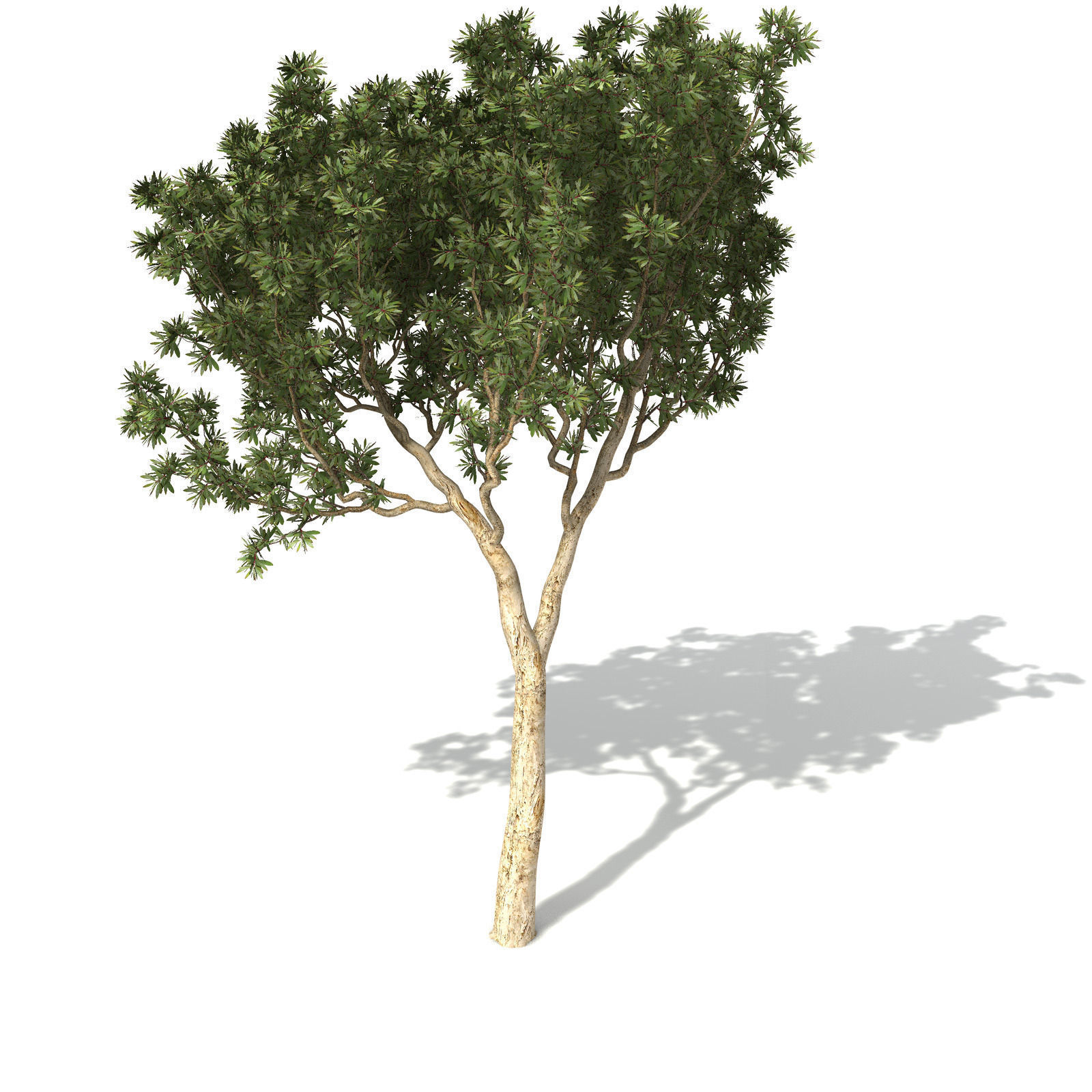 XfrogPlants Broadleaved Paperbark 3D model_3