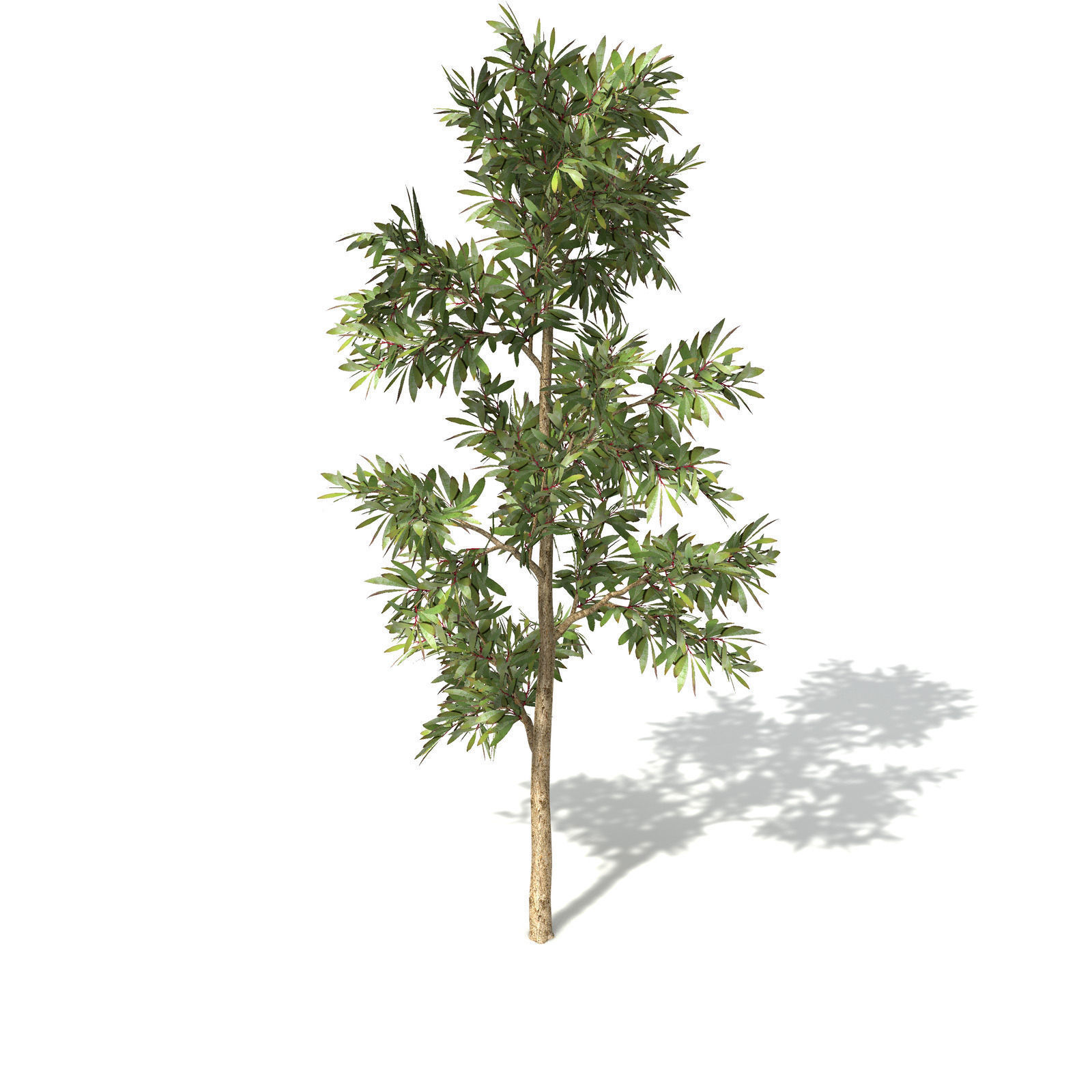 XfrogPlants Broadleaved Paperbark 3D model_8