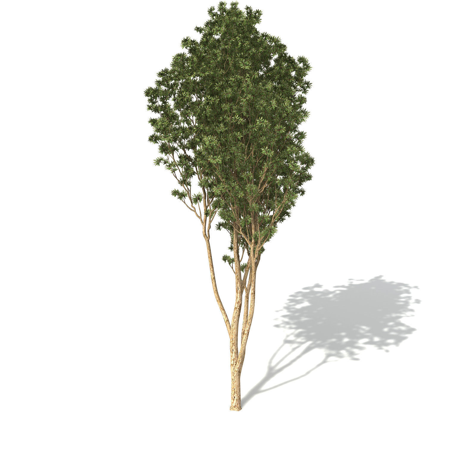 XfrogPlants Broadleaved Paperbark 3D model_1