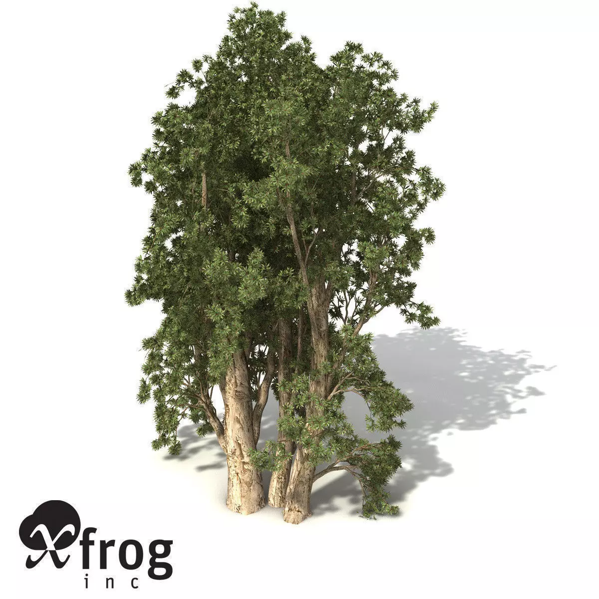 XfrogPlants Broadleaved Paperbark 3D model_0