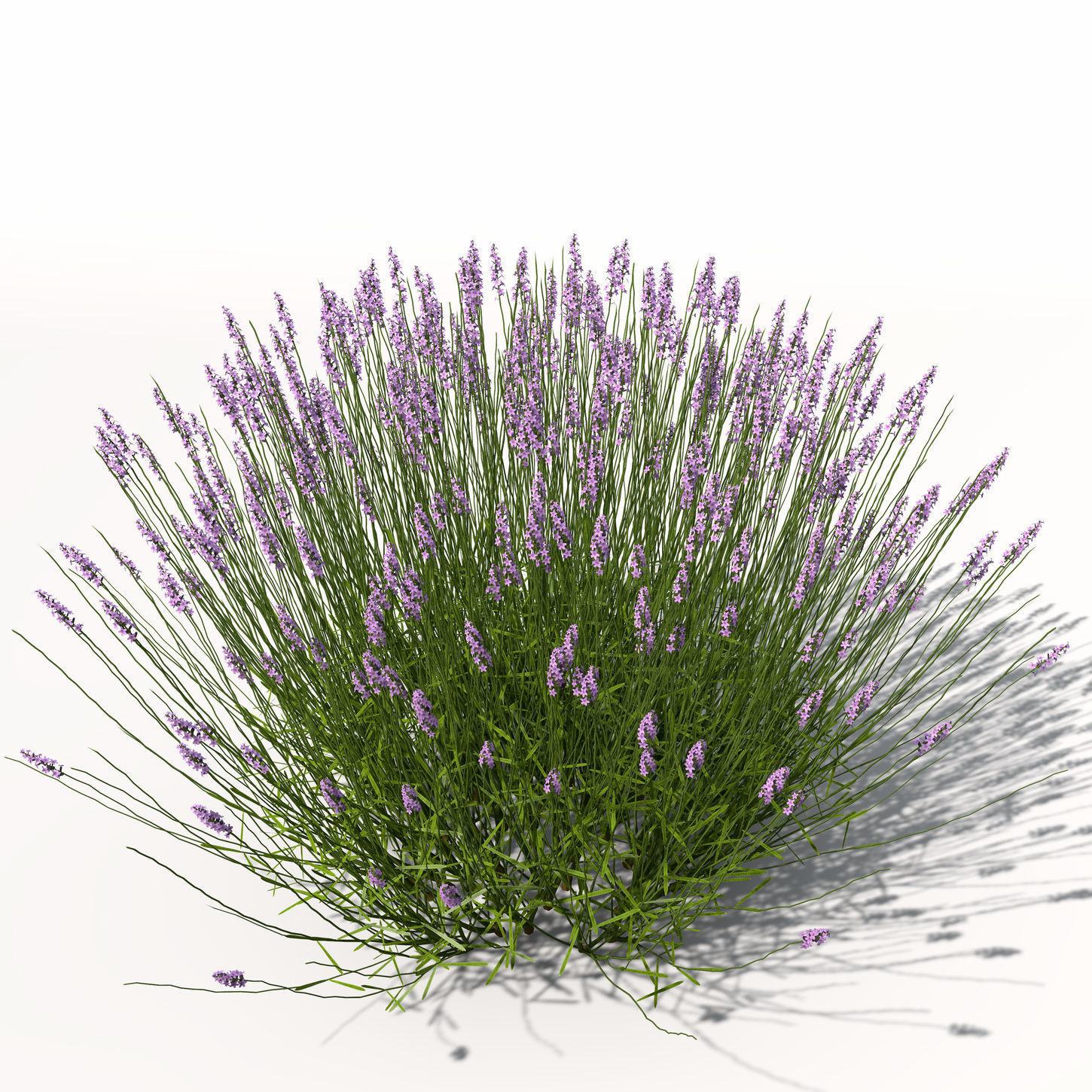 XfrogPlants Lavender 3D model_7