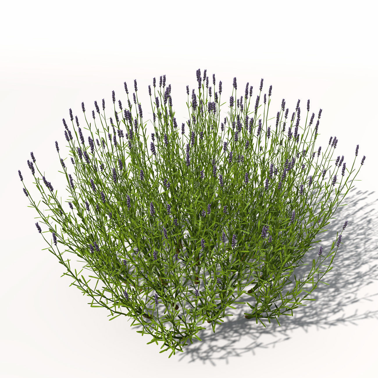 XfrogPlants Lavender 3D model_1