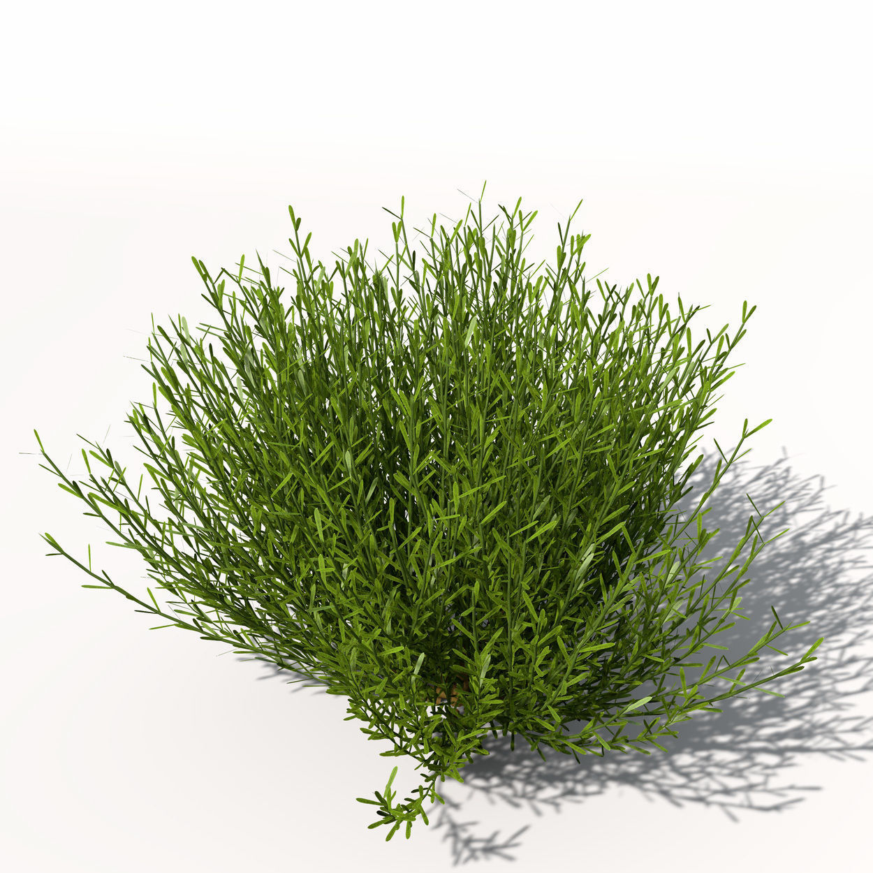 XfrogPlants Lavender 3D model_2
