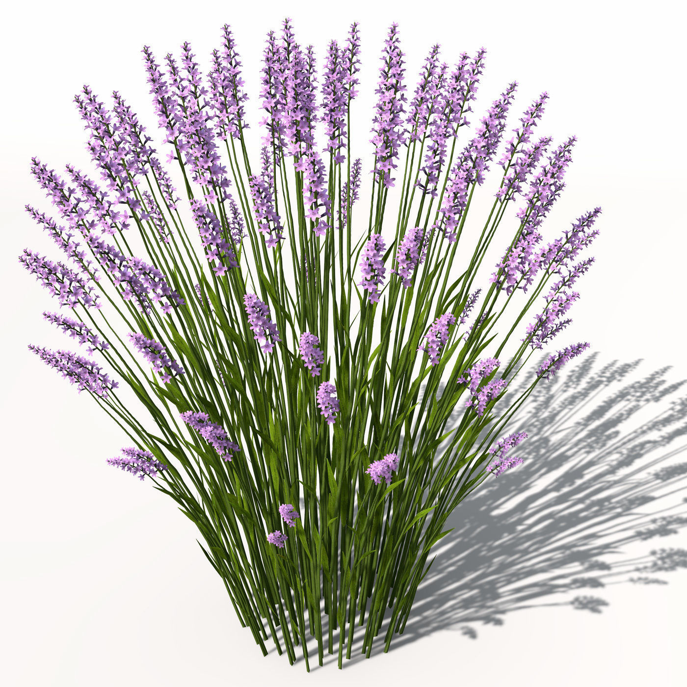 XfrogPlants Lavender 3D model_8