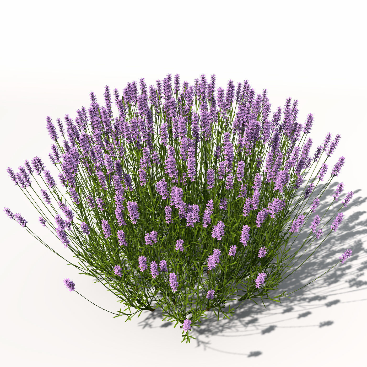 XfrogPlants Lavender 3D model_3