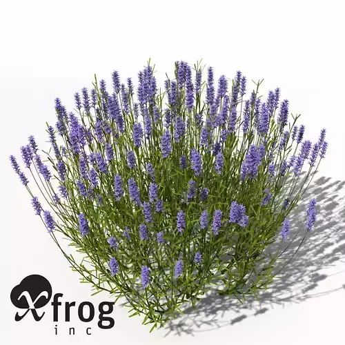 XfrogPlants Lavender 3D model