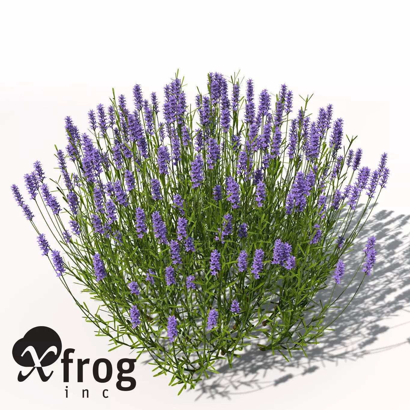 XfrogPlants Lavender 3D model_0