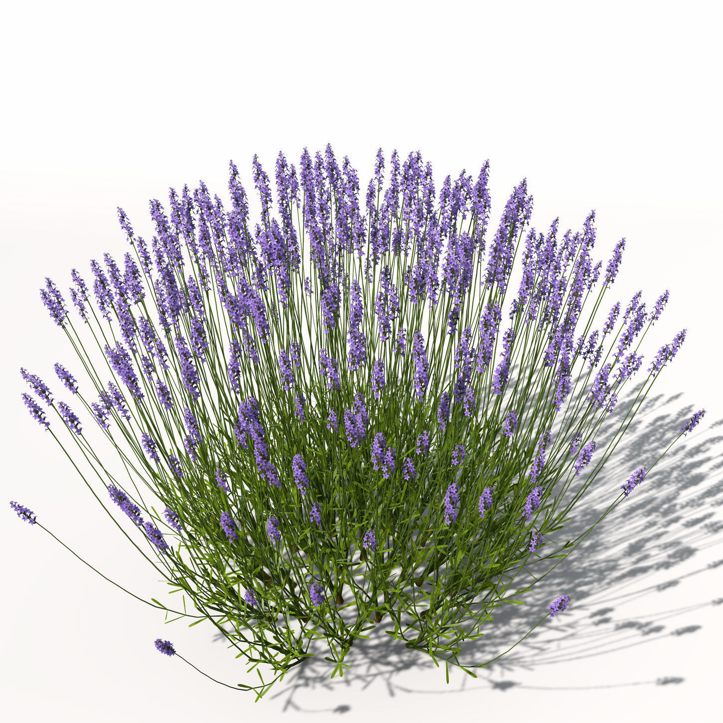 XfrogPlants Lavender 3D model_5