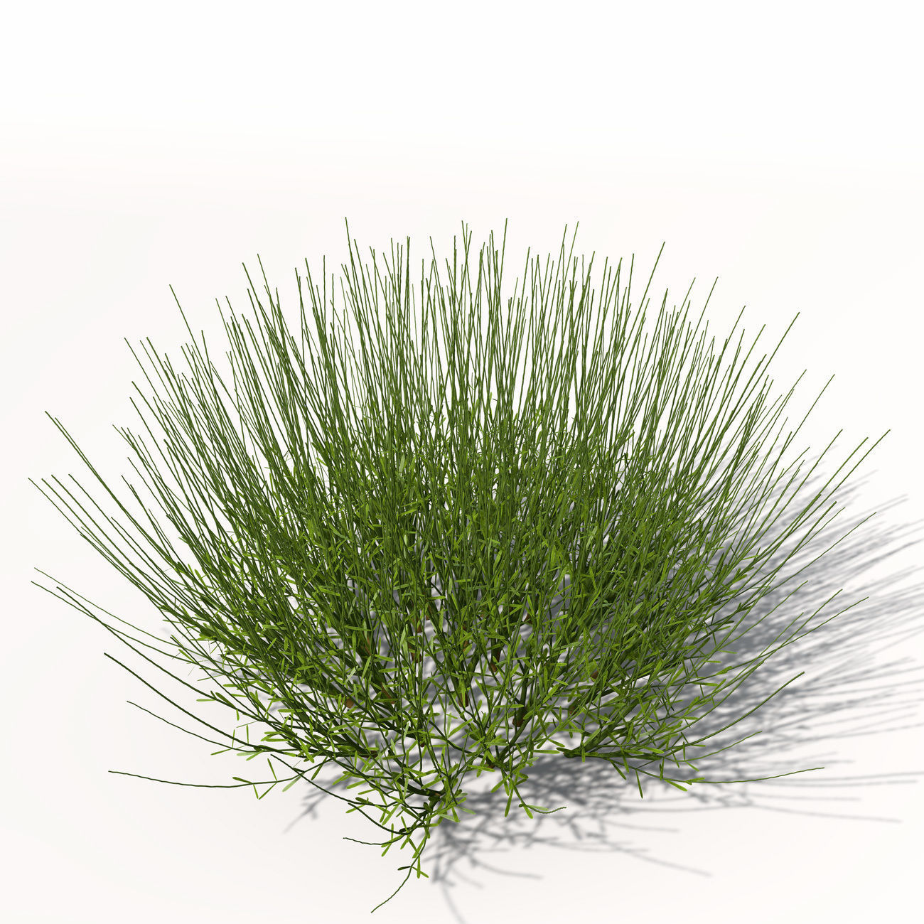 XfrogPlants Lavender 3D model_4
