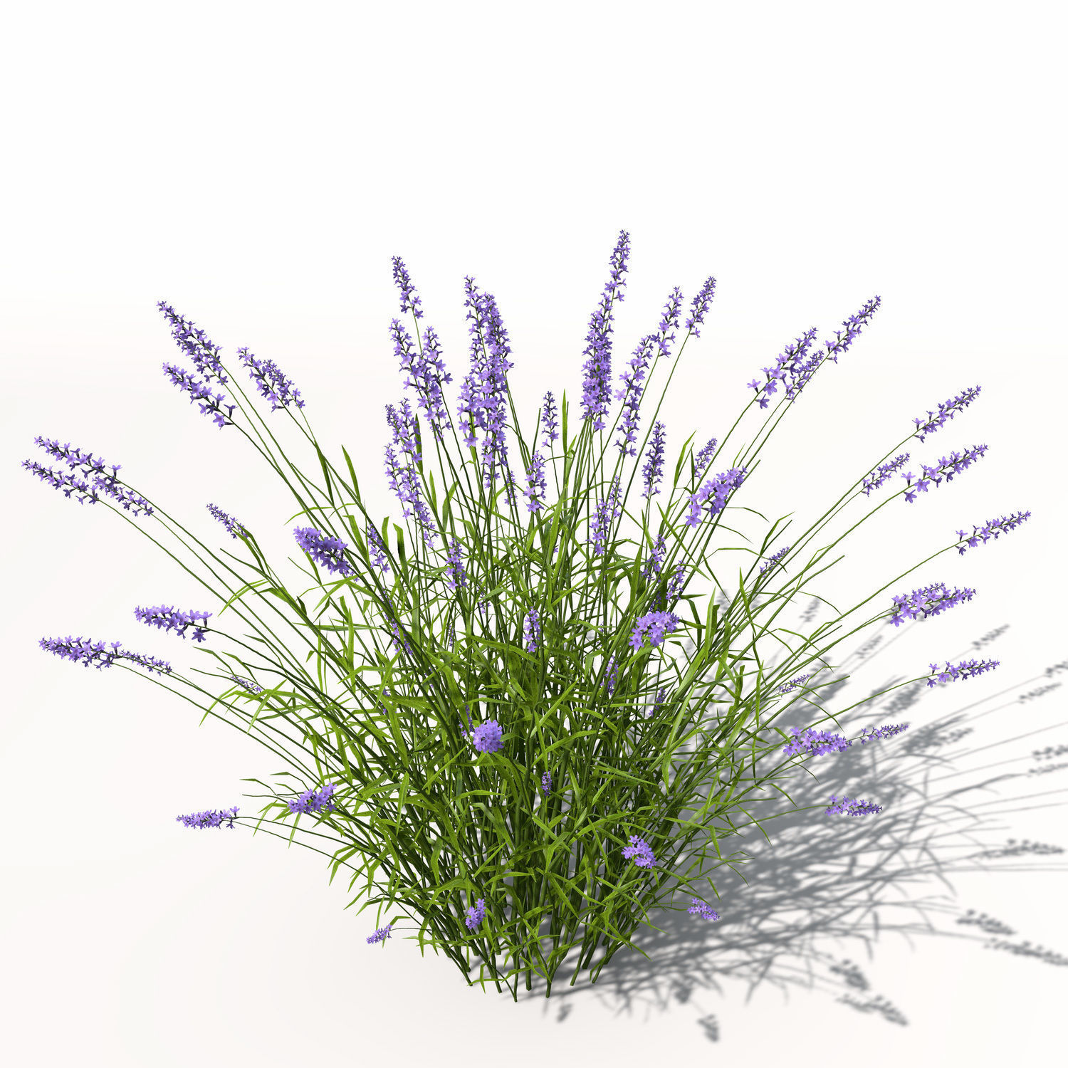 XfrogPlants Lavender 3D model_6
