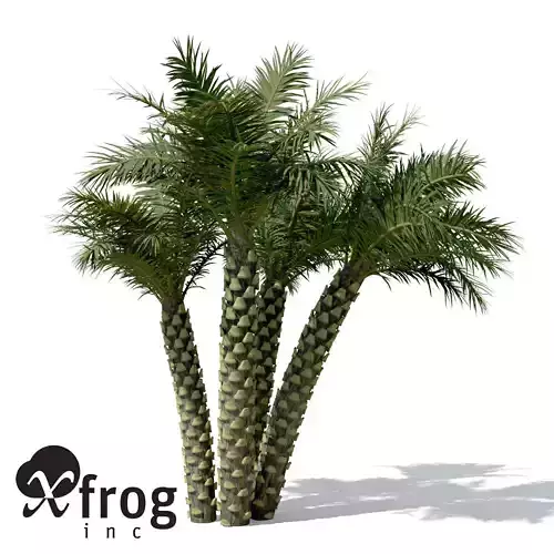 XfrogPlants Silver Date Palm 3D model
