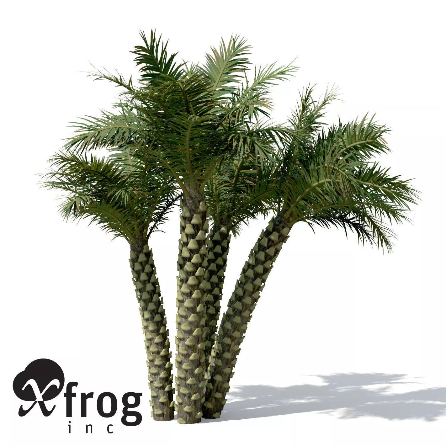 XfrogPlants Silver Date Palm 3D model