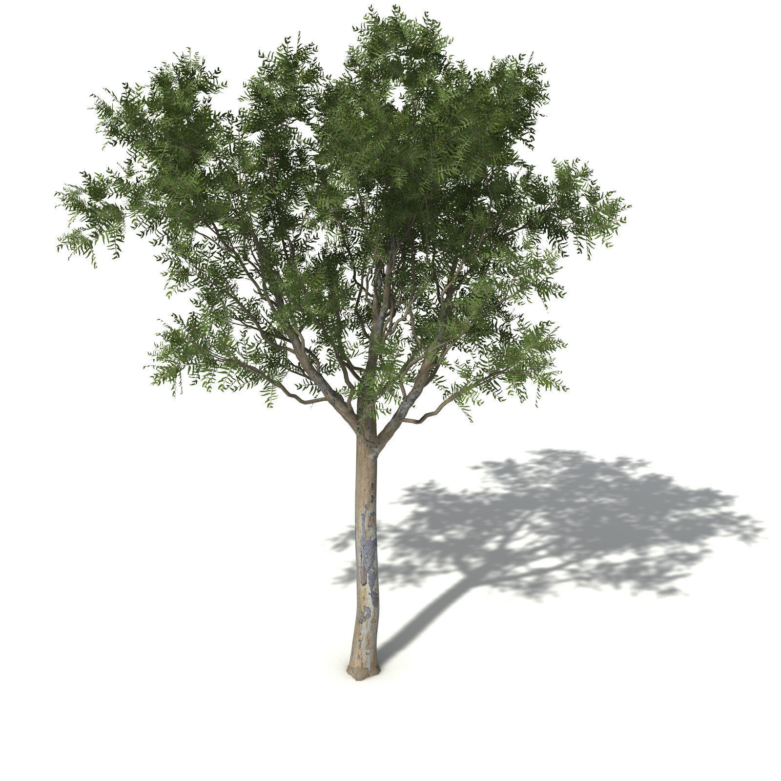 XfrogPlants Roughbarked Apple 3D model_6