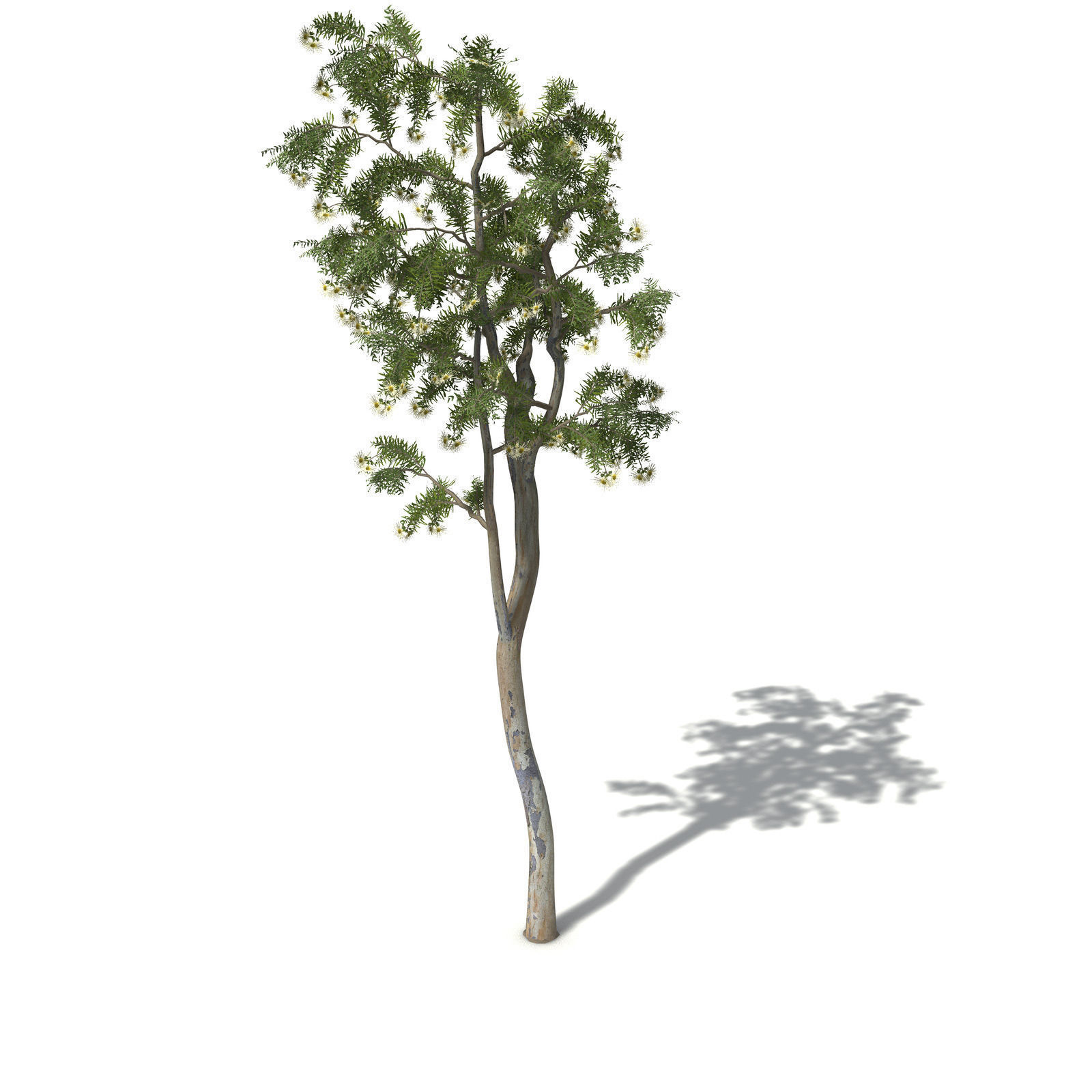 XfrogPlants Roughbarked Apple 3D model_1