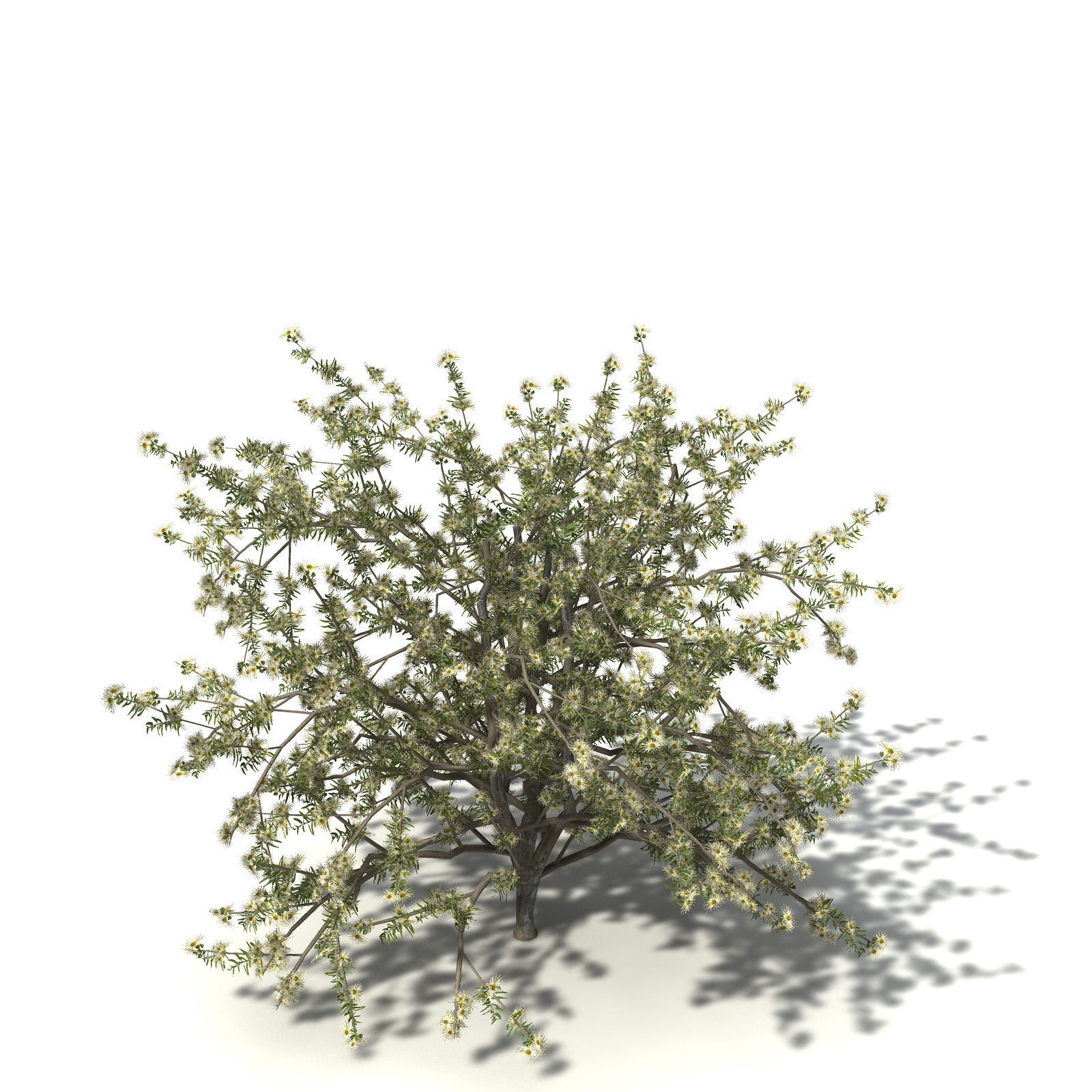 XfrogPlants Roughbarked Apple 3D model_3