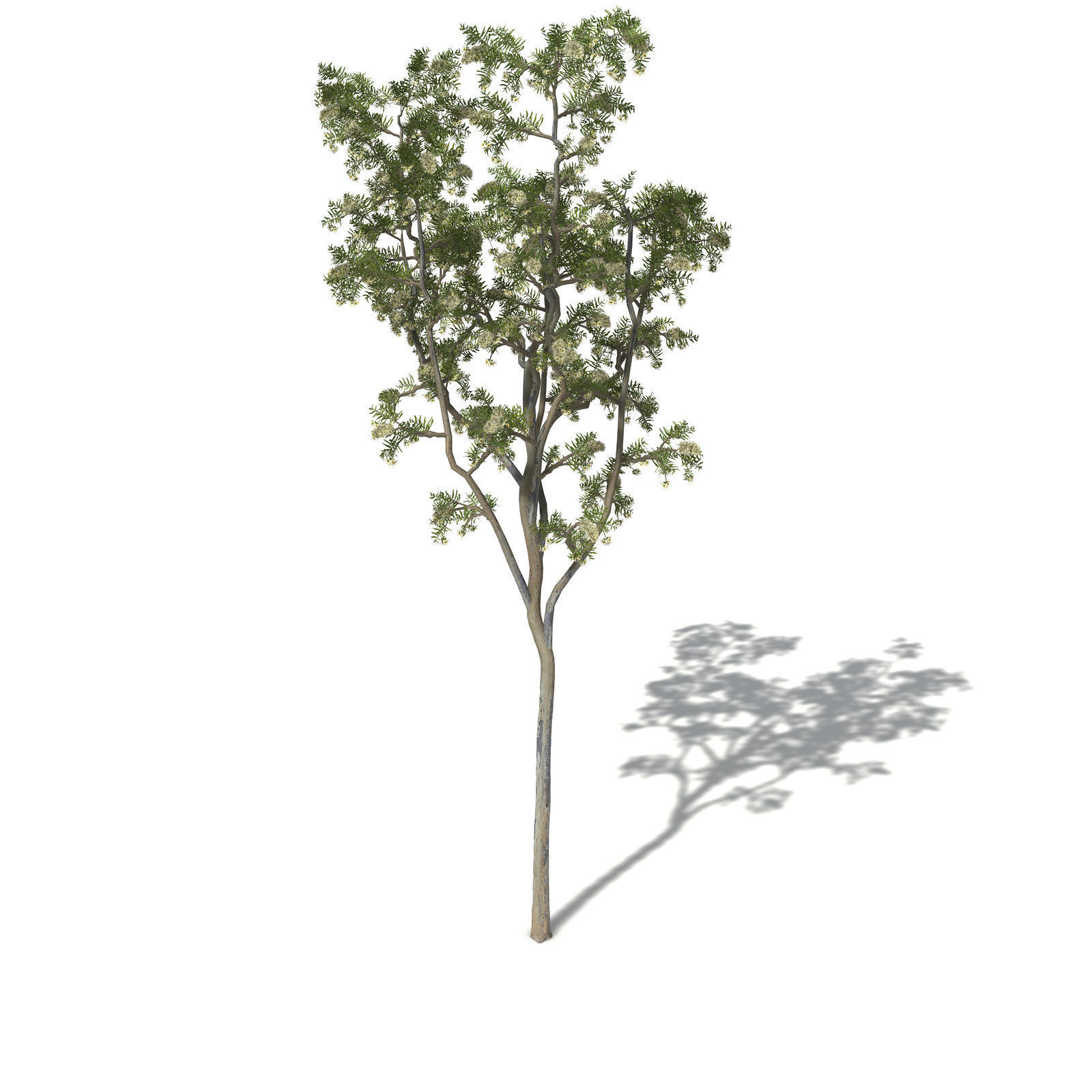 XfrogPlants Roughbarked Apple 3D model_2