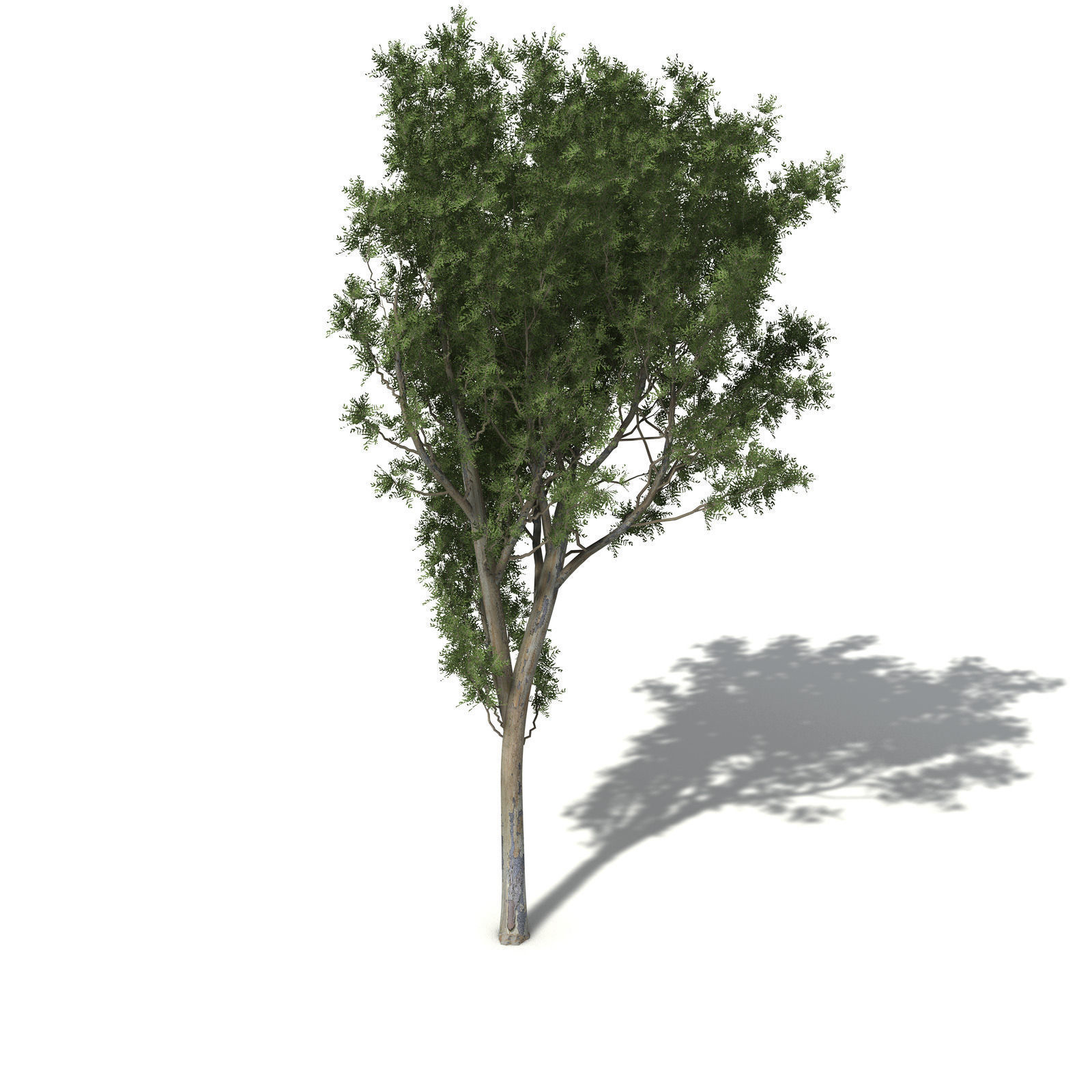 XfrogPlants Roughbarked Apple 3D model_5