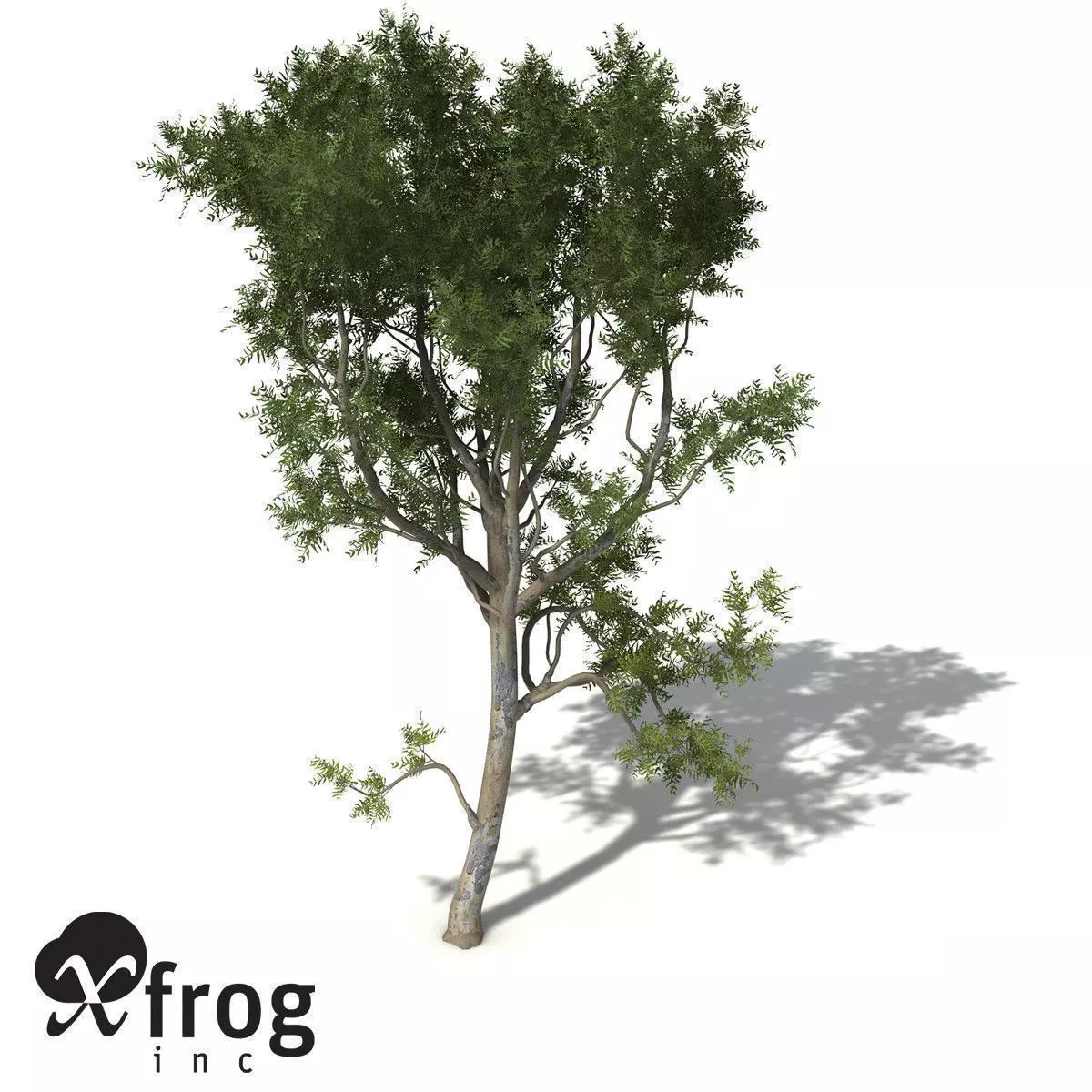 XfrogPlants Roughbarked Apple 3D model_0