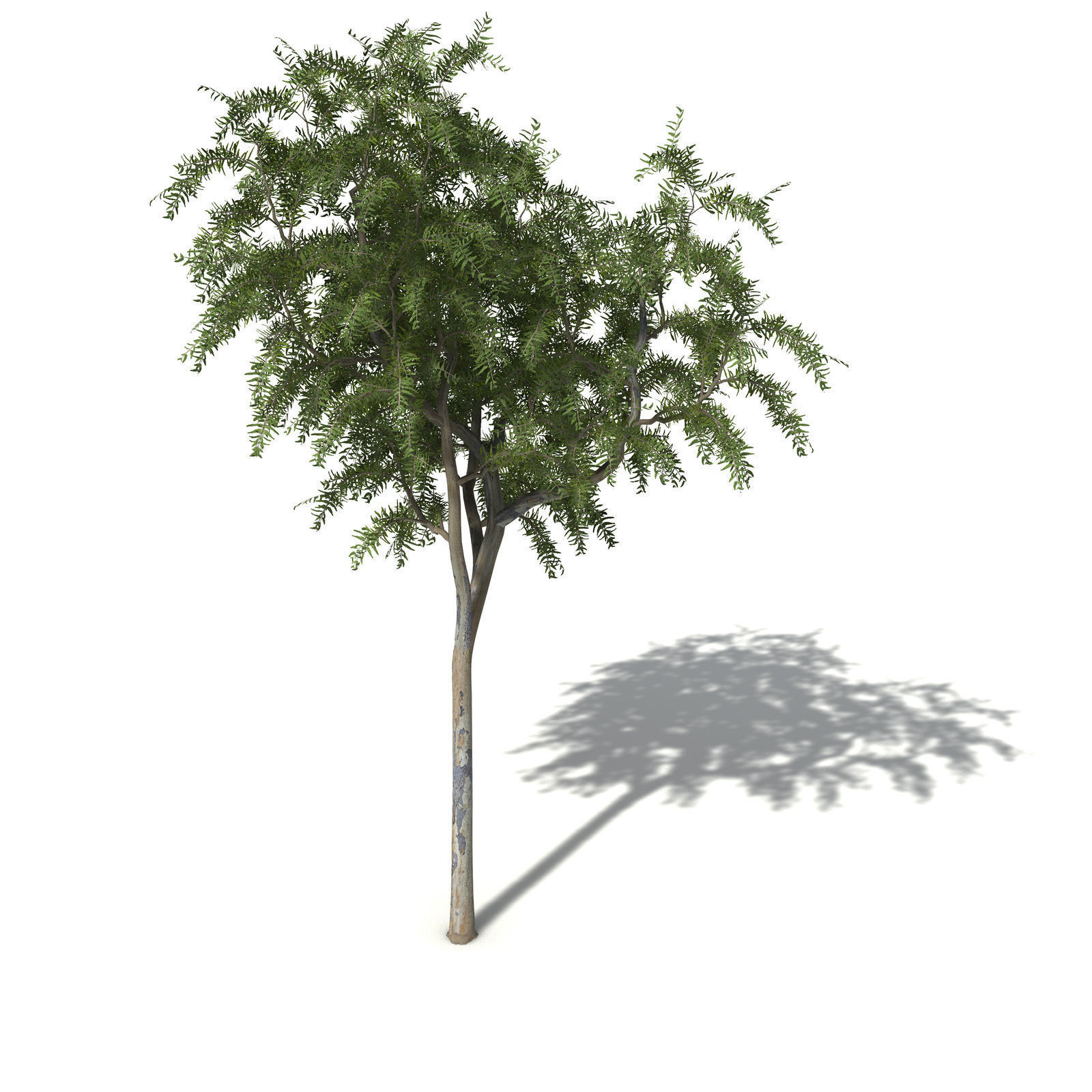 XfrogPlants Roughbarked Apple 3D model_7