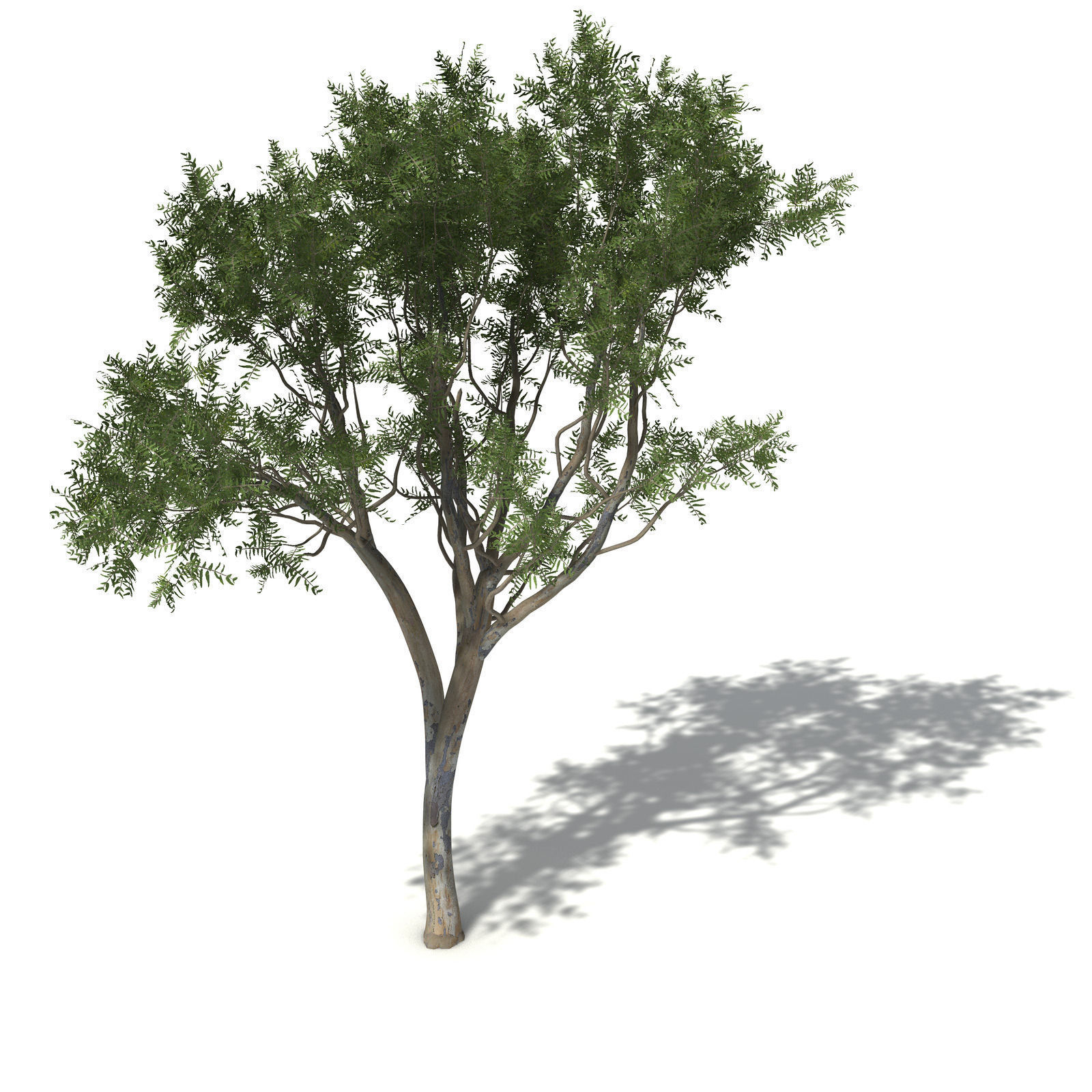 XfrogPlants Roughbarked Apple 3D model_8